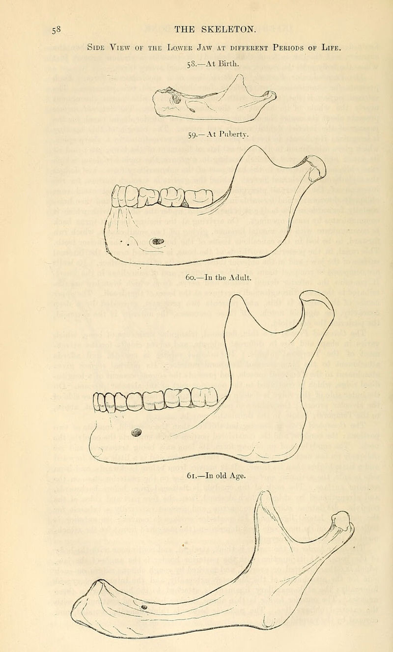 Side View of the Lo.wer Jaw at diffekent Periods of Life. 5S.—At Birth. 60.—III the Adult. 61.—111 old Affe.
