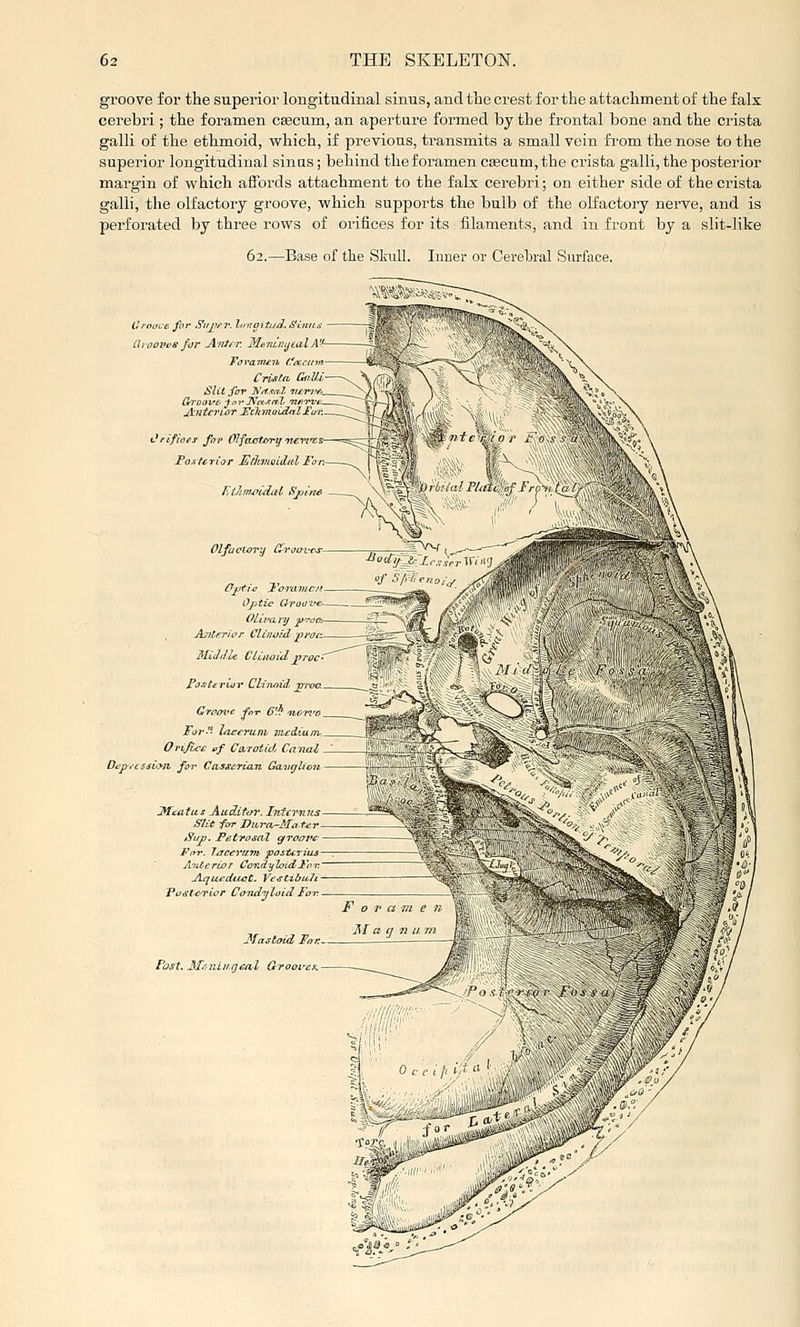 groove for the superior longitudinal sinus, and the crest for the attachment of the falx cerebri; the foramen ceecum, an aperture formed by the frontal bone and the crista galli of the ethmoid, which, if previous, transmits a small vein fi'om the nose to the superior longitudinal sinas; behind the foramen CEecum, the crista galli, the posterior margin of which affords attachment to the fals cerebri; on either side of the crista galli, the olfactory groove, which supports the bulb of the oKactoiy nerve, and is perforated by three rows of orifices for its filaments, and in front by a slit-like 62.—Base of the Skull. Inner or Cerebral Surface. efor Sajter. l«iigttud.Simis — t>8 for Antfr. MtimihjealA Crista, Gnlll Slit for Ita.rnJ. Orifioei for Olfaof^m-y Foj^tcrior EdivLaiilul For. Olfaelirry On Ojitic drovz^e OUtftLry f Ajttf:rior Clinuid -pyatt Middle CUiwid proc rosteruiv Ciirutid. joroa Cramc for 6* For la^cruni me:diuin-_ Orifice «/ Ciniitid Canai Di:p,-cssi>yil for Ccisscrian GaiigUcit jyfcatus Auditor. InUrnits Slit far Piorn-Mn.tcr Sup, J^etrosaT c/ Pnr. Tac^ravi pasttritu Antcrijor Condylaidl'oi A^u^duct. Vt:^ti.bu.7i 'Punteri^r Condyloid For Mastoid Fn Fost.Metan.gen,l G