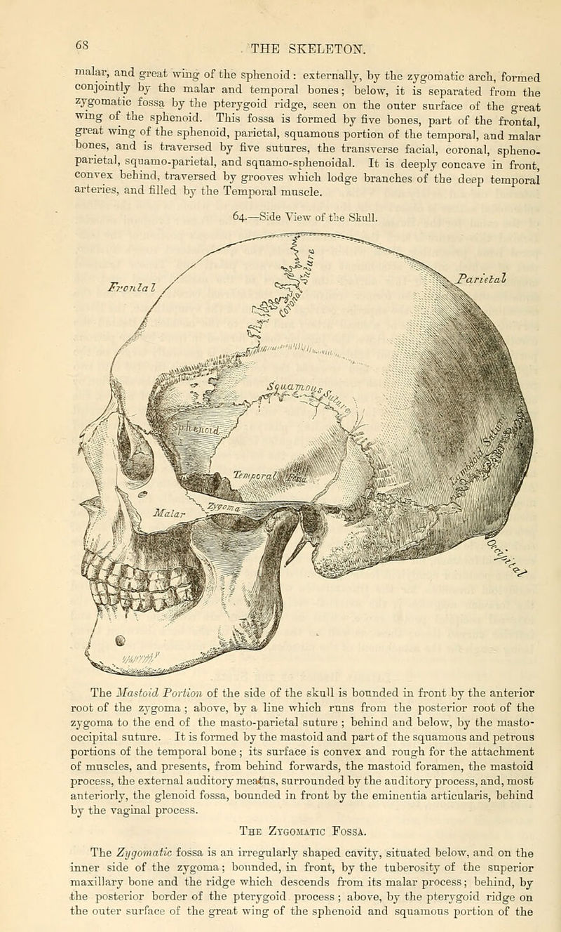 malar, and great wing of the sphenoid: externally, by the zygomatic arch, formed conjointly by the malar and temporal bones; below, it is separated from the zygomatic fossa by the pterygoid ridge, seen on the outer surface of the great wing of the sphenoid. This fossa is formed by five bones, part of the frontal, great wmg of the sphenoid, parietal, squamous portion of the temporal, and malar bones, and is traversed by five sutures, the transverse facial, coronal, spheno- parietal, squamo-parietal, and squamo-sphenoidal. It is deeply concave in front, convex behind, traversed by grooves which lodge branches of the deep temporal arteries, and filled by the Temporal muscle. Side View of tLe Skull. pTcnlal z' The Mastoid Portion of the side of the skull is bounded in front by the anterior root of the zygoma ; above, by a line which runs from the posterior root of the zygoma to the end of the masto-parietal suture ; behind and below, by the masto- occipital suture. It is foiined by the mastoid and part of the squamous and petrous portions of the temporal bone; its surface is convex and rough for the attachment of muscles, and presents, from behind forwards, the mastoid foramen, the mastoid process, the external auditory meaius, surrounded by the auditory process, and, most anteriorly, the glenoid fossa, bounded in front by the eminentia articularis, behind by the vaginal process. The Zygomatic Fossa. The Zygomatic fossa is an irregularly shaped cavity, situated below, and on the inner side of the zygoma; bounded, in front, by the tuberosity of the superior maxillary bone and the ridge which descends from its malar process; behind, by ihe posterior border of the pterygoid process ; above, by the pterygoid ridge on the outer surface of the great wing of the sphenoid and squamous portion of the