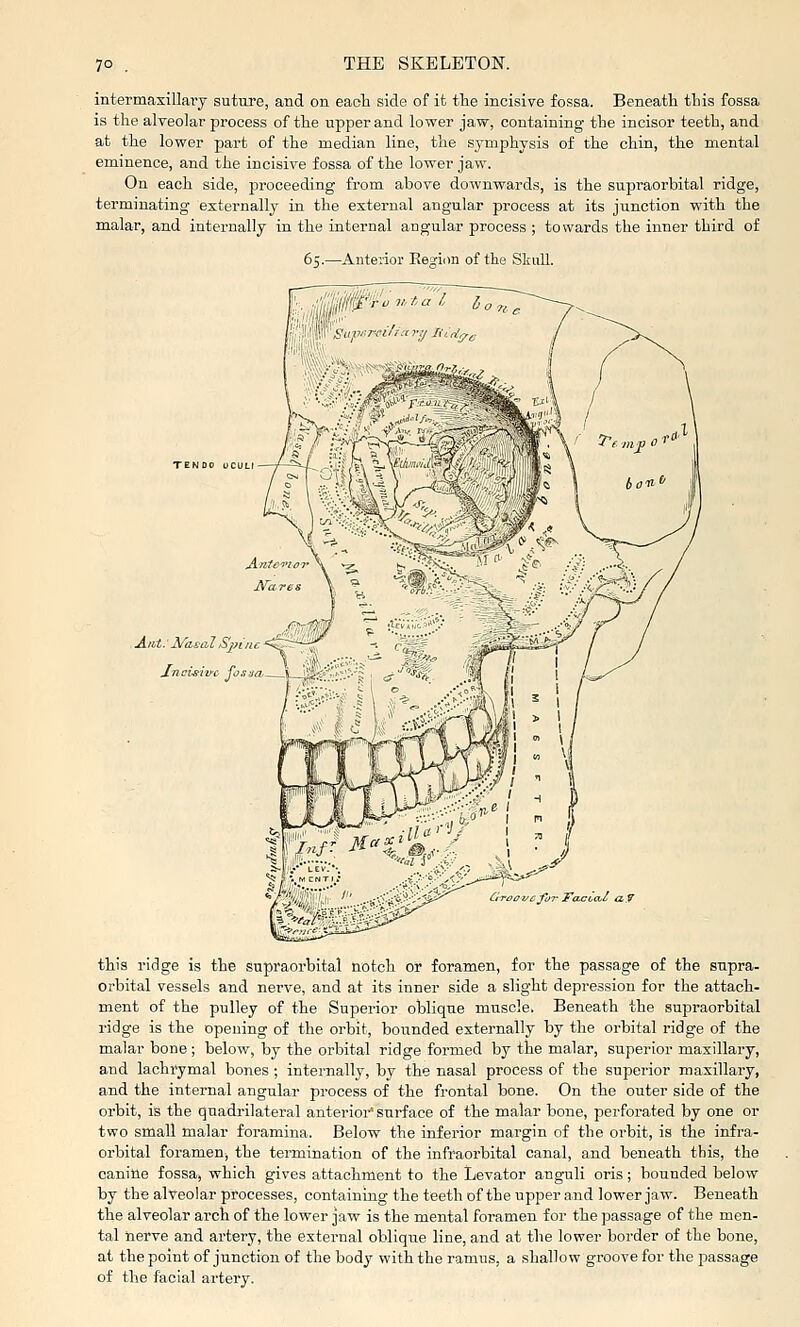 intermasillaiy suture, and on eacli side of it tlie incisive fossa. Beneath this fossa is the alveolar pi'ocess of the upper and lower jaw, containing the incisor teeth, and at the lower part of the median line, the S3'mphysis of the chin, the mental eminence, and the incisive fossa of the lower jaw. On each side, proceeding from above downwards, is the supraorbital ridge, terminating externally in the external angular process at its junction with the malar, and internally in the internal angular process ; towards the inner third of -Antei'ior Eep;ion of the Skull. TENDO OCUL Ant: N'asal S]?iiic Jnci^ivc fos-ja ' this ridge is the supraorbital notch or foramen, for the passage of the supra- orbital vessels and nerve, and at its inner side a slight depression for the attach- ment of the pulley of the Superior oblique muscle. Beneath the supraorbital ridge is the opening of the orbit, bounded externally by the orbital ridge of the malar bone ; below, by the orbital ridge formed by the malar, superior maxillary, and lachrymal bones ; internally, by the nasal process of the superior maxillary, and the internal angular process of the frontal bone. On the outer side of the orbit, is the quadrilateral anterioi'' surface of the malar bone, perforated by one or two small malar foramina. Below the inferior margin of the orbit, is the infra- orbital foramen, the termination of the infraorbital canal, and beneath this, the canine fossa, which gives attachment to the Levator anguli oris ; bounded below by the alveolar processes, containing the teeth of the upper and lower jaw. Beneath the alveolar arch of the lower jaw is the mental foramen for the passage of the men- tal nerve and artery, the external oblique line, and at the lower border of the bone, at the point of junction of the body with the ramus, a shallow groove for the passage of the facial artery.