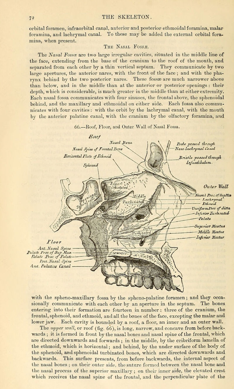 orbital foramen, infraorbital canal, anterior and posterior ethmoidal foramina, malar foramina, and lachrymal canal. To these may be added the external orbital fora- mina, when present. The Nasal Fossj;. The Nasal Fossce are two large irregular cavities, situated in the middle line of the face, extending from the base of the cranium to the roof of the mouth, and separated from each other by a thin vertical septum. They communicate by two large apertures, the anterior nares, with the front of the face ; and with the pha- rynx behind by the two posterior nares. These fossse are much narrower above than below, and in the middle than at the anterior or posterior openings : their depth, which is considerable, is much greater in the middle than at either extremity. Each nasal fossa communicates with four sinuses, the frontal above, the sphenoidal behind, and the maxillary and ethmoidal on either side. Each fossa also commu- nicates with four cavities: with the orbit by the lachrymal canal, with the mouth by the anterior palatine canal, with the cranium by the olfactory foramina, and 66.—Roof, Floor, and Outer WaU of Nasal Fossa. Uoof Jfasal Sjino of TrontalB, EnrizimtiCLFlaU trfHtXnxxJ, B/ohe jpasscd through Naso-lojchruinaX Canal jBnstlc viissefl tlLWiUfk Otbter Wall £lh.maU UmifoTTTil'l'oc ijf dittos -.Infe-Turr Xufhvnalcdr FaLate TlooT Ant.NasOil Sjjhis Palate Froc.of Siip-MiLx. Folate JP,-oc. cfTalaU- tost.Nasal Spim A.nt. Palcuiiif Ca/uil with tlie spheno-maxtllary fossa by the spheno-palatine foramen; and they occa- sionally communicate with each other by an aperture in the septum. The bones entering into their formation are fourteen in number : three of the cranium, the frontal, sphenoid, and ethmoid, and all the bones of the face, excepting the malar and lower jaw. Each cavity is bounded by a roof, a floor, an inner and an outer wall. The 11/pper wall, or roof (fig. 66), is long, narrow, and concave from before back- wards ; it is formed in front by the nasal bones and nasal spine of the frontal, which are directed downwards and forwards ; in the middle, by the cribriform lamella of the ethmoid, which is horizontal; and behind, by the under surface of the body of the sphenoid^ and sphenoidal turbinated bones, which are directed downwards and backwards. This sul-face presents, from before backwards, the internal aspect of the nasal bones ; on their outer side, the suture formed between the nasal bone and the nasal process of the superior maxillary ; on their inner side, the elevated crest which receives the nasal spine of the frontal, and the perpendicular plate of the