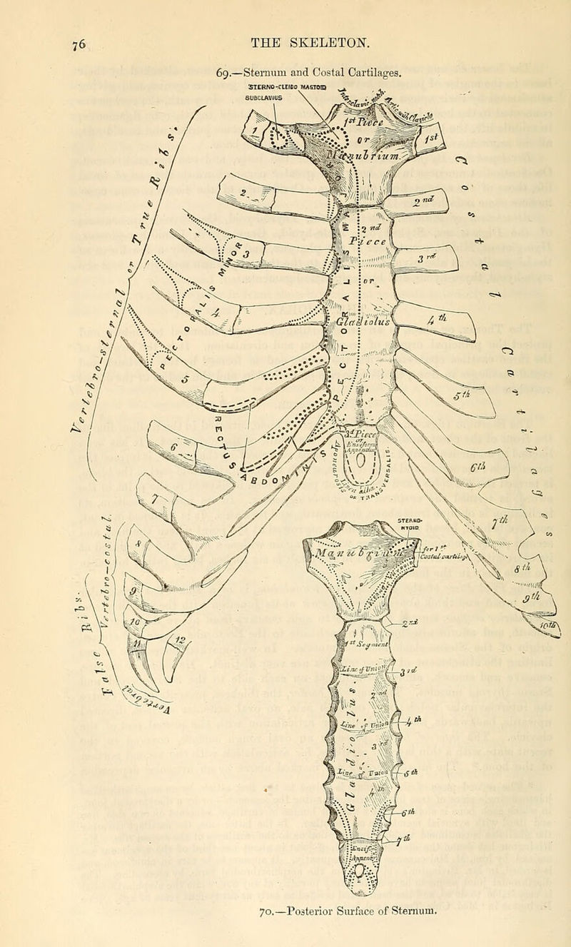 70.—Posterior Sm-face of Sternum.