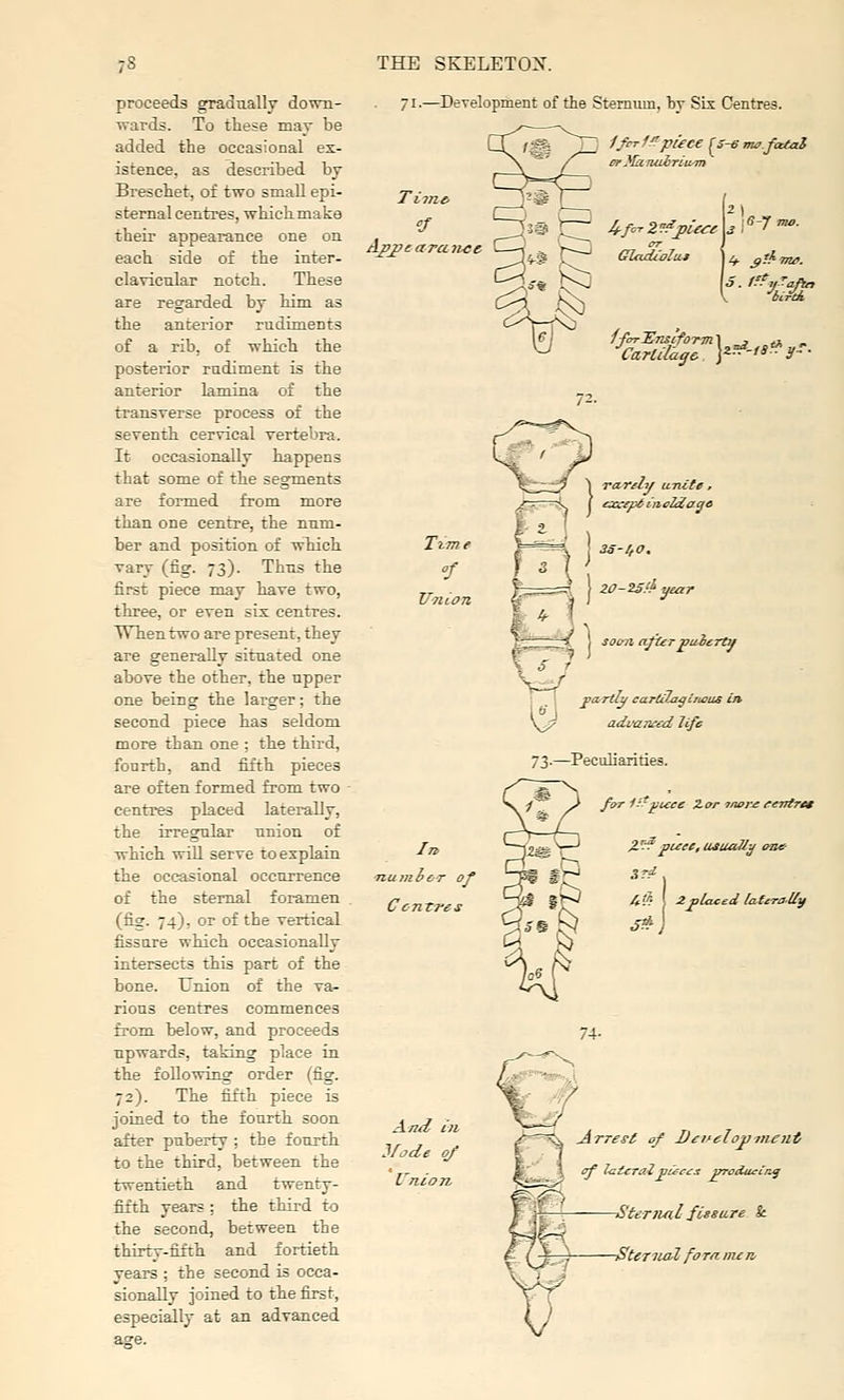 proceeds gradually down- wards. To these may be added the occasional ex- istence, as described by Breschet, of two small epi- sternal centres, which make their appearance one on each side of the inter- clavicnlar notch. These are regarded by him as the anterior rudiments of a rib, of which the posterior rudiment is the anterior lamina of the transverse process of the seventh cervical vertebra. It occasionally happens that some of the segments are formed from more than one centre, the num- ber and position of which vary (fig. 73). Thus the first piece may have two, three, or even six centres. When two are present, they are generally situated one above the other, the upper one being the larger; the second piece has seldom more than one ; the third, fourth, and fifth pieces are often formed from two ■ centres placed laterally, the irregular union of which will serve to explain the occasional occurrence of the sternal foramen (fig. 74), or of the vertical fissure which occasionally intersects this part of the bone. Union of the va- rious centres commences from, below, and proceeds upwards, taking place in the following order (fig. 72). The fifth piece is joined to the fourth soon after puberty ; the fourth to the third, between the twentieth and twenty- fifth years ; the third to the second, between the thirty-fifth and fortieth veara ; the second is occa- sionally joined to the first, especially at an advanced I.—Development of the Sternum, by Sis Centres. Time- , „ 4/or ZTfjiCece ■.S-y ma. 1*^1 ea:cfpS m cIcCago 3S-l,0. I Z0-2S.'k year 1-=-^^ I soon afUrpuierty w \j/ adiniiicd life 73.—Peculiarities. ■}~' > fciT 1:*jiuce Zcrr inere eentret y^y pi^'C, usiuiJlij (foe- i'?: I 2placed lafcraUif vv Arrest of Dcitelovnient of latcrai pi£c£i produeCrty —i'teriuil fUsare & —SteTiial fora nun.