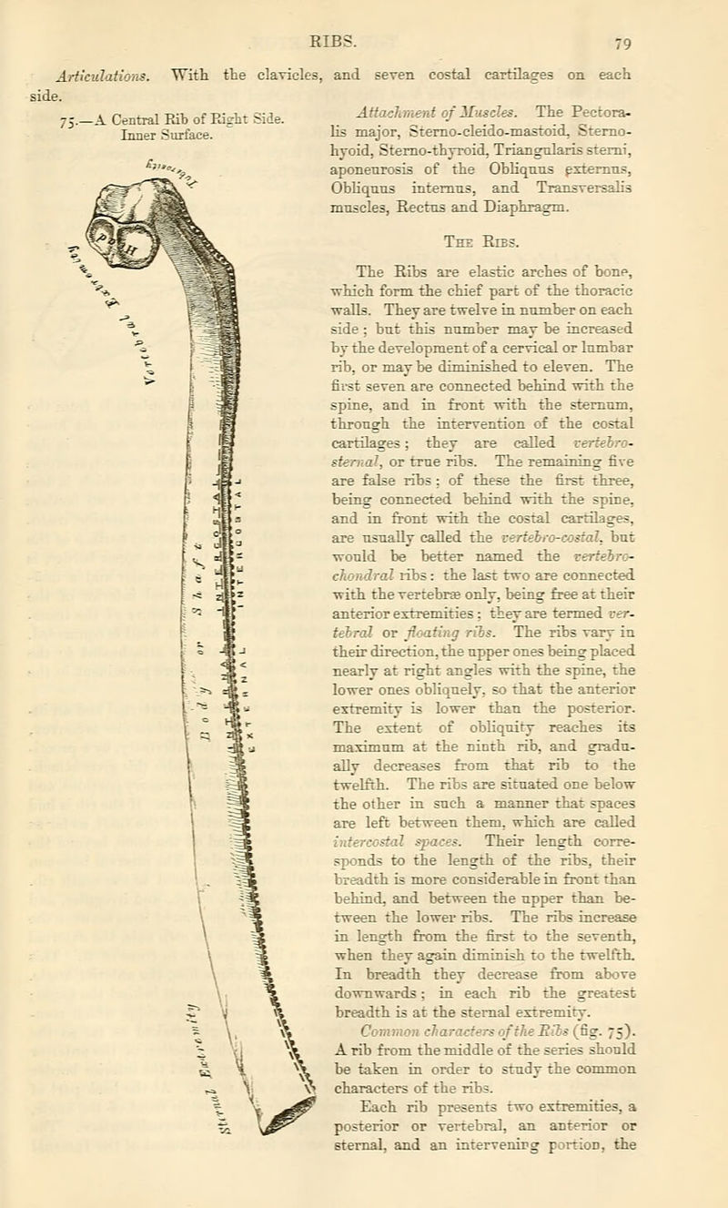 Articulations. With the clavicles, and seven costal cartilages on each side. -A Central Rib of Eight Side. Inner Surface. Attachment of Muscles. The Pectora- lis major, Stemo-cleido-mastoid, Sterno- hyoid, Stemo-thyroid, Triangularis stemi, aponeurosis of the Ohhquus pxtemns, Obliquus intemus, and Tiansversah's muscles, Rectus and Diaphragm. The Ribs. The Ribs are elastic arches of bone, ■which form the chief part of the thoracic walls. They are twelve in number on each side ; but this number may be increased by the development of a cervical or lumbar rib, or maybe diminished to eleven. The fit-st seven are connected behind with the spine, and in front with the stemnm, through the intervention of the costal cartilages; they are called vertehro- stemal, or true ribs. The remaining five are false ribs : of these the first three, being connected behind with the spine, and in front with the costal cartilages, are usually called the vertehi-o-costal, but would be better named the vertebro- chondral ribs: the last two are connected with the vertebrae only, being free at their anterior extremities; they are termed ver- tebral or floating ribs. The ribs vary in their direction, the upper ones being placed nearly at right angles with the spine, the lower ones obliquely, so that the anterior extremity is lower than the posterior. The extent of obliquity reaches its maximum at the ninth rib, and gradu- ally decreases from that rib to the twelfth. The ribs are situated one below the other in such a manner that spaces are left between them, which are called intercostal spaces. Their length corre- sjjonds to the length of the ribs, their breadth is more considerable in front than behind, and between the upper than be- tween the lower ribs. The ribs increase in length from, the first to the seventh, when they again dimiaish to the twelfth. In breadth they decrease firom above downwards; in each rib the greatest breadth is at the sternal extremity. Common characters of the E Us (&g. 75). A rib from the middle of the series should be taken in order to stndy the common characters of the ribs. Each rib presents two extremities, a posterior or vertebral, an anterior or sternal, and an intervening portion, the
