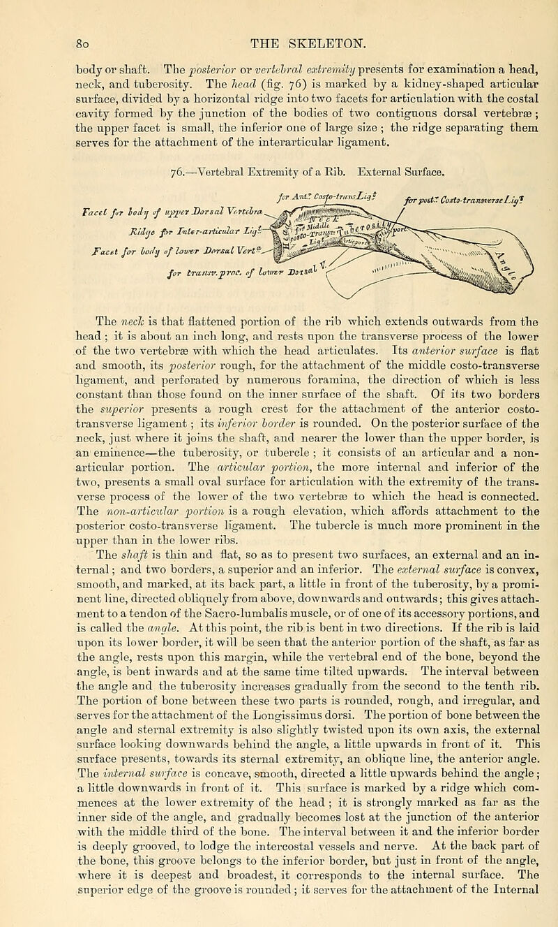 body or shaft. The posterior or vertebral extremity presents for examination a head, neck, and tuberosity. The head (fig. 76) is marked by a kidney-shaped articular surface, divided by a horizontal ridge into two facets for articulation with the costal cavity formed by the junction of the bodies of two contiguous dorsal vertebrae ; the upper facet is small, the inferior one of large size ; the ridge separating them serves for the attachment of the interarticular ligament. 76.—Vertebral Extremity of a Rib. External Surface. for AnaCa!^-tT„.,^g! jin-p^K CoAo-tramverse Liyf Taeel f«T loiij of ttyiierDorsalVr.TUl ^ ^ Ji,l<h<c fiiT faltr-articular Zyi~^^'1L%rai^ Fa£t't far boiJij of loutT Dorsal Vdrt^. for tramv.prae. of lawcT Doi.i'' ; The nech is that flattened portion of the rib which extends outwards from the head ; it is about an inch long, and rests upon the transverse process of the lower of the two vertebrse with which the head articulates. Its anterior surface is flat and smooth, its posterior rough, for the attachment of the middle costo-transverse ligament, and perforated by numerous foramina, the direction of which is less constant than those found on the inner surface of the shaft. Of ils two borders the superior presents a rough crest for the attachment of the anterior costo- transverse ligament; its inferior border is rounded. On the posterior surface of the neck, just where it joins the shaft, and nearer the lower than the upper border, is an eminence—the tuberosity, or tubercle; it consists of an articular and a non- articular portion. The articular portion, the more internal and inferior of the two, presents a small oval surface for articulation with the extremity of the trans- verse process of the lower of the two vertebra to which the head is connected. The non-articular portion is a rough elevation, which affords attachment to the posterior costo-transverse ligament. The tubercle is much more prominent in the upper than in the lower ribs. ' The sliaft is thin and flat, so as to present two surfaces, an external and an in- ternal ; and two borders, a superior and an inferior. The external surface is convex, smooth, and marked, at its back part, a little in front of the tuberosity, by a promi- nent line, directed obliquely from above, downwards and outwards; this gives attach- ment to a tendon of the Sacro-lumbalis muscle, or of one of its accessory portions, and is called the angle. At this point, the rib is bent in two directions. If the rib is laid upon its lower border, it will be seen that the anterior portion of the shaft, as far as the angle, rests upon this margin, while the vertebral end of the bone, beyond the angle, is bent inwards and at the same time tilted upwards. The interval between the angle and the tuberosity increases gradually from the second to the tenth rib. The portion of bone between these two parts is rounded, rough, and irregular, and serves for the attachment of the Longissimus dorsi. The portion of bone between the angle and sternal extremity is also slightly twisted upon its own axis, the external surface looking downwards behind the angle, a little upwards in front of it. This surface presents, towards its sternal extremity, an oblique line, the anterior angle. The internal surface is concave, Sfmooth, directed a little upwards behind the angle ; a little downwards in front of it. This surface is marked by a ridge which com- mences at the lower extremity of the head ; it is strongly marked as far as the inner side of the angle, and gradually becomes lost at the junction of the anterior with the middle third of the bone. The interval between it and the inferior border is deeply grooved, to lodge the intercostal vessels and nerve. At the back part of the bone, this groove belongs to the inferior border, but just in front of the angle, where it is deepest and broadest, it corresponds to the internal surface. Tlie superior edge of the groove is rounded ; it serves for the attachment of the Internal