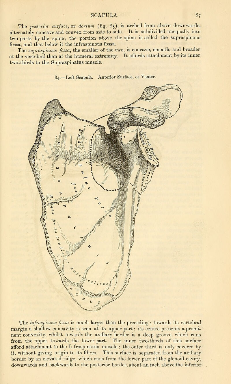 The posterior surface, or dorsum (fig. 85), is arched from above downwards, alternately concave and convex from side to side. It is subdivided unequally into two parts by the spine; the portion above the spine is called the supraspinous fossa, and that below it the infraspinous fossa. The supraspinous fossa, the smaller of the two, is concave, smooth, and broader at the vertebral than at the humeral extremity. It affords attachment by its inner two-thirds to the Supraspinatus muscle. 84.—Left Scapula, Anterior Surface, or Venter. The infraspinous fossa Is much larger than the preceding ; towards its vertebral margin a shallow concavity is seen at its upper part; its centre presents a promi- nent convexity, whilst towards the axillary border is a deep groove, which runs from the upper towards the lower part. The inner two-thirds of this surface afford attachment to the Infraspinatus muscle ; the outer third is only covered by it, without giving origin to its fibres. This surface is separated from the axillary border by an elevated ridge, which runs from the lower part of the glenoid cavity, downwards and backwards to the posterior border, about an inch above the inferior'