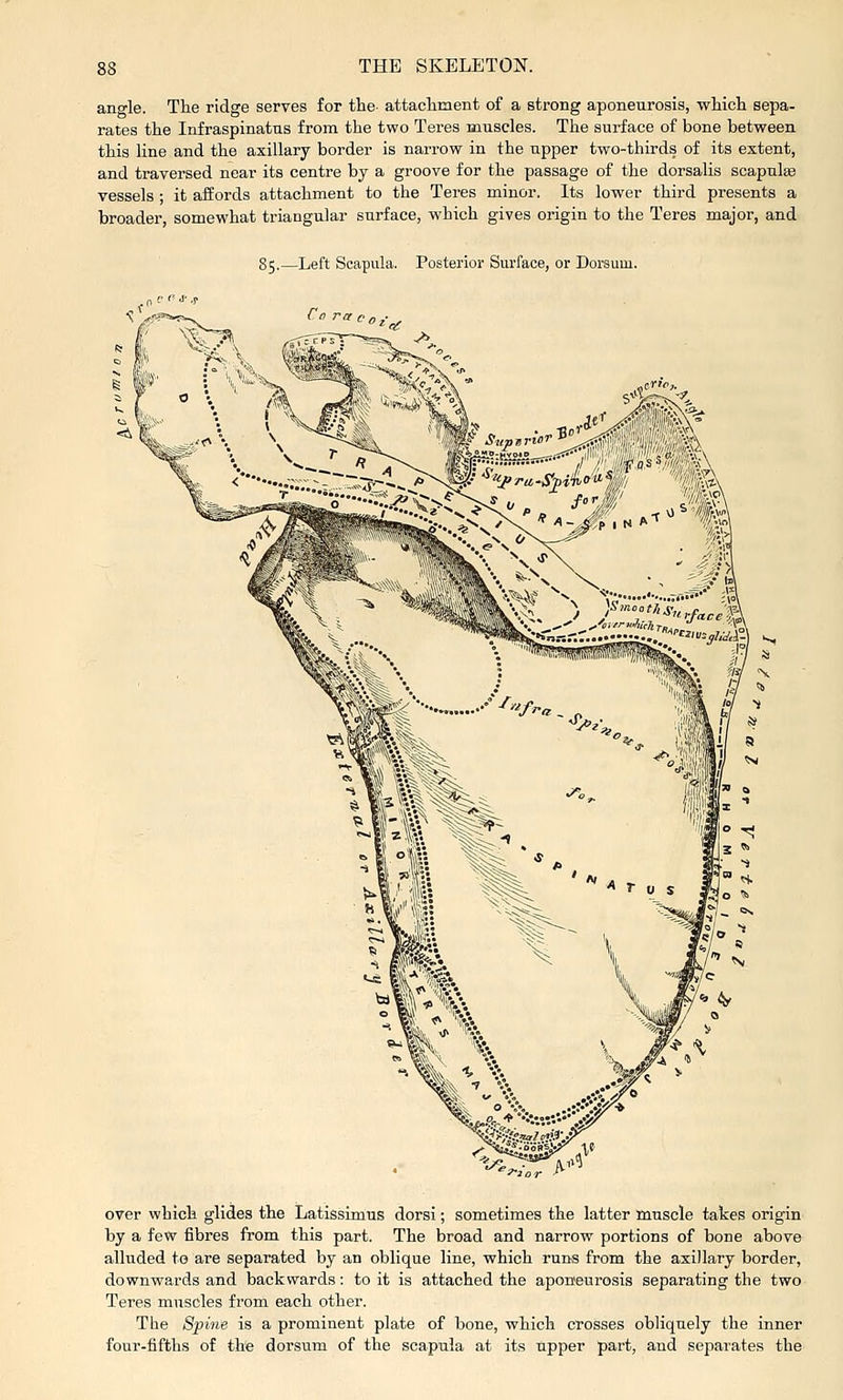 angle. The ridge serves for the attachment of a strong aponeurosis, which sepa- rates the Infraspinatus from the two Teres muscles. The surface of bone between this line and the axillary border is narrow in the upper two-thirds of its extent, and traversed near its centre by a groove for the passage of the dorsalis scapulae vessels ; it aifords attachment to the Teres minor. Its lower third presents a broader, somewhat triangular surface, which gives origin to the Teres major, and 85.—Left Scapula. Posterior Surface, or Dorsum. over which glides the Latissimus dorsi; sometimes the latter muscle takes origin by a few fibres from this part. The broad and narrow portions of bone above alluded to are separated by an oblique line, which runs from the axillary border, downwards and backwards: to it is attached the aponieurosis separating the two Teres muscles from each other. The Spine is a prominent plate of bone, which crosses obliquely the inner four-fifths of the dorsum of the scapula at its upper part, and separates the