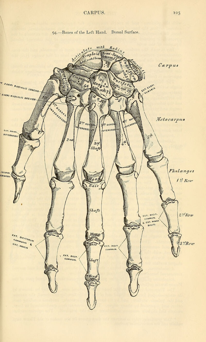 94.—Bones of the Left Hand. Dorsal Surface. '^''Kow '^Row-
