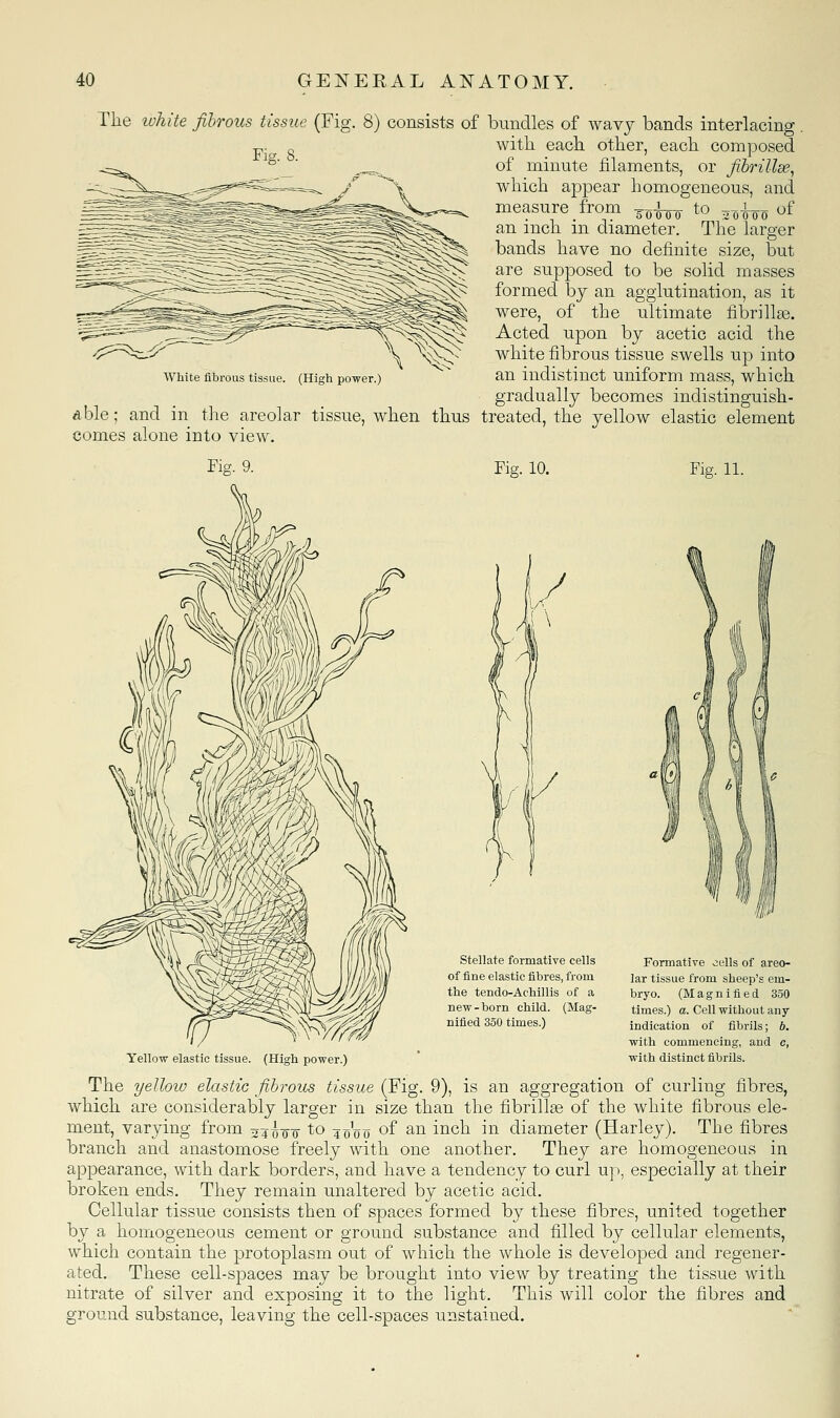 The ivhite fibrous tissue (Fig. 8) consists of bundles of wavj bands interlacing with each other, each composed of minute filaments, or fibriUse^ which appear homogeneous, and measure from ^^^^ to ^-^^^ of an inch in diameter. The larger bands have no definite size, but are supposed to be solid masses formed by an agglutination, as it were, of the ultimate fibrillas. Acted upon by acetic acid the white fibrous tissue swells up into an indistinct uniform mass, which gradually becomes indistinguish- able; and in the areolar tissue, when thus treated, the yellow elastic element comes alone into view. White fibrous tissue. (High power.) Fig. 10. Fig. 11. stellate formative cells of fine elastic fibres, from the tendo-Achillis of a new-born child. (Mag- nified 350 times.) Formative oells of areo- lar tissue from sheep's em- bryo. (Magnified 350 times.) a. Cell without any indication of fibrils; b. with commencing, and c, with distinct fibrils. Yellow elastic tissue. (High power.) The yellow elastic fibrous tissue (Fig. 9), is an aggregation of curling fibres, which are considerably larger in size than the fibrillee of the white fibrous ele- ment, varying from o^i-g-Q to 40^00 of an inch in diameter (Harley). The fibres branch and anastomose freely with one another. They are homogeneous in appearance, with dark borders, and have a tendency to curl up, especially at their broken ends. They remain unaltered by acetic acid. Cellular tissue consists then of spaces formed by these fibres, united together by a homogeneous cement or ground substance and filled by cellular elements, which contain the protoplasm out of which the whole is developed and regener- ated. These cell-spaces may be brought into view by treating the tissue with nitrate of silver and exposing it to the light. This will color the fibres and ground substance, leaving the cell-spaces unstained.