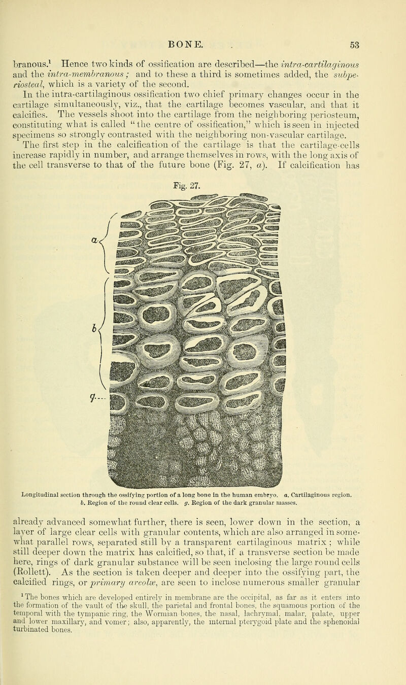 branous.^ Hence two kinds of ossification are described—tlie intra-cartilaginous and tlie intra-membranous; and to these a tliird is sometimes added, the subpe- riosteal^ which is a variety of the second. In the intra-cartilaginous ossification two chief primary changes occur in the cartilage simultaneously, viz., that the cartilage becomes vascular, and that it calcifies. The vessels shoot into the cartilage from the neighboring periosteum, constituting what is called  the centre of ossification, which is seen in injected specimens so strongly contrasted with the neighboring non-vascular cartilage. The first step in the calcification of the cartilage is that the cartilage-cells increase rapidly in number, and arrange themselves in rows, with the long axis of the cell transverse to that of the future bone (Fig. 27, a). If calcification has Fig. 27. Longitudinal section through the ossifying portion of a long bone in the human erabr5'o. a. Cartilaginous 6. Region of the round clear cells, g. Region of the dark granular masses. already advanced somewhat further, there is seen, lower down in the section, a laj^er of large clear cells with granular contents, which are also arranged in some- what parallel rows, separated still by a transparent cartilaginous matrix ; while still deeper down the matrix has calcified, so that, if a transverse section be made here, rings of dark granular substance will be seen inclosing the large round cells (Eollett). As the section is taken deeper and deeper into the ossifying ]3art, the calcified rings, ot: primary areolse^ are seen to inclose numerous smaller granular ^ The bones which are developed entirely in membrane are the occipital, as far as it enters mto the formation of the vault of tli^ skull, the parietal and frontal bones, the squamous portion of the temporal with the tympanic ring, the Wormian bones, the nasal, lachrymal, malar, palate, upper and lower maxillary, and vomer; also, apparently, the internal pterygoid plate and the sphenoidal turbinated bones. region.