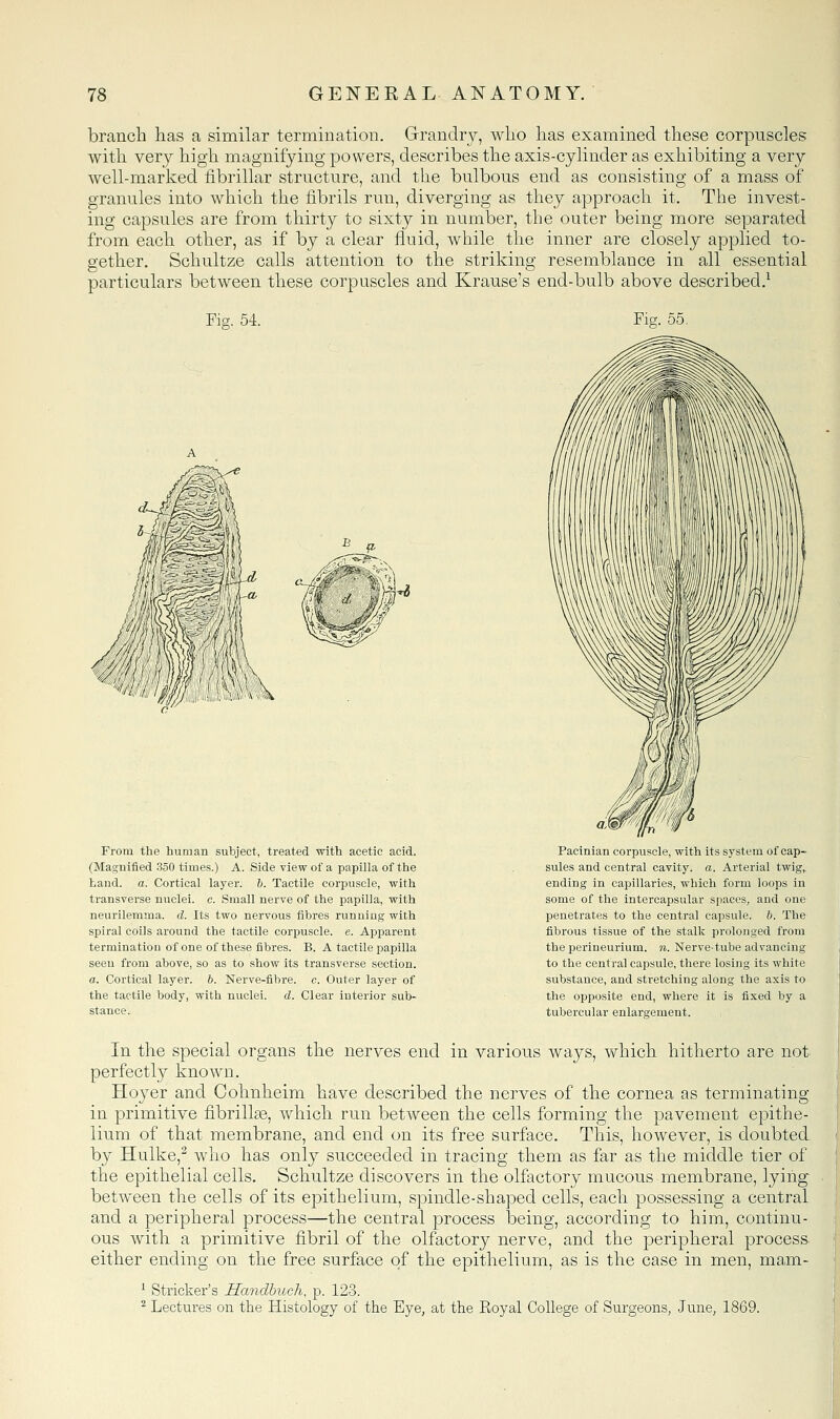 branch has a similar termination. Grandry, who has examined these corpuscles with very high magnifying powers, describes the axis-cylinder as exhibiting a very well-marked fibrillar structure, and the bulbous end as consisting of a mass of granules into which the fibrils run, diverging as they approach it. The invest- ing capsules are from thirty to sixty in number, the outer being more separated from each other, as if by a clear fluid, while the inner are closely applied to- gether, Schultze calls attention to the striking resemblance in all essential particulars between these corpuscles and Krause's end-bulb above described.^ Fig. 54. From the human subject, treated with acetic acid. (Magnified 350 times.) A. Side view of a papilla of the Land. a. Cortical layer. 6. Tactile corpuscle, with transverse nuclei, c. Small nerve of the papilla, with neurilemma, d. Its two nervous fibres running with spiral coils around the tactile corpuscle, e. Apparent termination of one of these fibres. B. A tactile papilla seen from above, so as to show its transverse section. a. Cortical layer, b. Nerve-fibre, c. Outer layer of the tactile body, with nuclei, d. Clear interior sub- stance. Pacinian corpuscle, with its system of cap- sules and central cavity, a. Arterial twig,, ending in capillaries, which form loops in some of the intercapsular spaces, and one penetrates to the central capsule, h. The fibrous tissue of the stalk ijrolonged from the perineurium, n. Nerve-tube advancing to the central capsule, there losing its white substance, and stretching along the axis to the opposite end, where it is fixed by a tubercular enlargement. In the special organs the nerves end in various ways, which hitherto are not perfectly known. Hoyer and Cohnheim have described the nerves of the cornea as terminating in primitive fibrillje, which run between the cells forming the pavement epithe- lium, of that membrane, and end on its free surface. This, however, is doubted by Hulke,^ who has only succeeded in tracing them as far as the middle tier of the epithelial cells. Schultze discovers in the olfactory mucous membrane, lying between the cells of its epithelium, spindle-shaped cells, each possessing a central and a peripheral process—the central process being, according to him, continu- ous with a primitive fibril of the olfactory nerve, and the peripheral process either ending on the free surface of the epithelium, as is the case in men, mam- ^ Strieker's Handhuch, p. 123. ^ Lectures on the Histology of the Eye, at the Royal College of Surgeons, June, 1869.