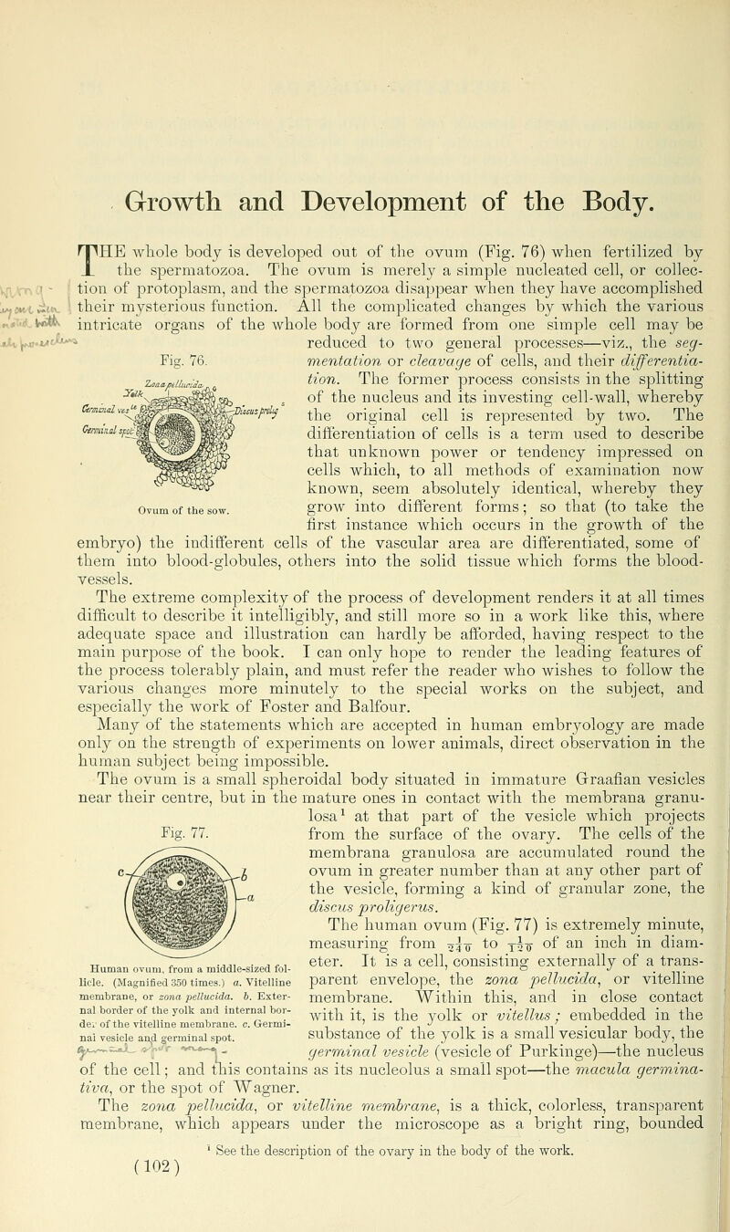 Growth and Deyelopment of the Body. THE whole body is developed out of the ovum (Fig. 76) when fertilized by the spermatozoa. The ovum is merely a simple nucleated cell, or collec- [ tion of protoplasm, and the spermatozoa disappear when they have accomplished 1 their mysterious function. All the complicated changes by which the various intricate organs of the whole body are formed from one simple cell may be FiR. 76. Ovum of the sow. reduced to two general processes—viz., the seg- mentation or cleavage of cells, and their differentia- tion. The former process consists in the splitting of the nucleus and its investing cell-wall, whereby the original cell is represented by two. The differentiation of cells is a term used to describe that unknown power or tendency impressed on cells which, to all methods of examination now known, seem absolutely identical, whereby they grow into different forms; so that (to take the first instance which occurs in the growth of the embryo) the indifferent cells of the vascular area are differentiated, some of them into blood-globules, others into the solid tissue which forms the blood- vessels. The extreme complexity of the process of development renders it at all times difficult to describe it intelligibly, and still more so in a work like this, where adequate space and illustration can hardly be afforded, having respect to the main purpose of the book. I can only hope to render the leading features of the process tolerably plain, and must refer the reader who wishes to follow the various changes more minutely to the special works on the subject, and especially the work of Foster and Balfour. Many of the statements which are accepted in human embryology are made only on the strength of experiments on lower animals, direct observation in the human subject being impossible. The ovum is a small spheroidal body situated in immature Grraafian vesicles near their centre, but in the mature ones in contact with the membrana granu- losa^ at that part of the vesicle which projects from the surface of the ovary. The cells of the membrana granulosa are accumulated round the ovum in greater number than at any other part of the vesicle, forming a kind of granular zone, the discus proligerus. The human ovum (Fig. 77) is extremely minute, measuring from ^\-^ to yA-Q of an inch in diam- eter. It is a cell, consisting externally of a trans- parent envelope, the zona pellucida^ or vitelline membrane. Within this, and in close contact with it, is the yolk or vitellus; embedded in the substance of the yolk is a small vesicular body, the germinal vesicle (vesicle of Purkinge)—the nucleus of the cell; and this contains as its nucleolus a small spot—the macula germina- tiva, or the spot of Wagner. The zo7ia pellucida^ or vitelline membrane., is a thick, colorless, transparent membrane, which appears under the microscope as a bright ring, bounded Human ovum, from a middle-sized fol- licle. (Magnified 350 times.) a. Vitelline membrane, or zona pellucida. h. Exter- nal border of the yolk and internal bor- der of the vitelline membrane, c. Germi- nal vesicle an^d germinal spot. ' See the description of the ovary in the body of the work.