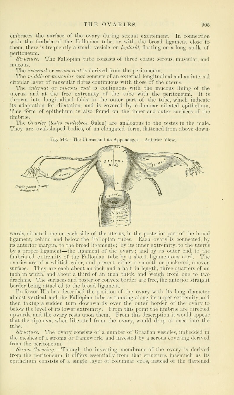 embraces the surface of tlie ovaiy during sexual excitement. In connection with the fimbriae of the Fallopian tube, or with the broad ligament close to them, there is frequently a small vesicle or hydatid^ floating on a long stalk of peritoneum. Structure. The Fallopian tube consists of three coats: serous, muscular, and mucous. The external or serous coat is derived from the peritoneum. The middle or muscular coat consists of an external longitudinal and an internal circular layer of muscular fibres continuous with those of the uterus. The internal or mucous coat is continuous with the mucous lining of the uterus, and at the free extremity of the tube with the peritoneum. It is thrown into longitudinal folds in the outer part of the tube, which indicate its adaptation for dilatation, and is covered by columnar ciliated epithelium. This form of epithelium is also found on the inner and outer surfaces of the fimbriae. The Ovaries {testes muliehres.^ Galen) are analogous to the testes in the male. They are oval-shaped bodies, of an elongated form, flattened from above down- Fig. 543.—The Uterus and its Appendages. Anterior View. BrisUe passed through wards, situated one on each side of the uterus, in the posterior part of the broad ligament, behind and below the Fallopian tubes. Each ovary is connected, b}^ its anterior margin, to the broad ligaments ; by its inner extremity, to the uterus by a proper ligament—the ligament of the ovary; and by its outer end, to the fimbriated extremity of the Fallopian tube by a short, ligamentous cord. The ovaries are of a whitish color, and present either a smooth or puckered, uneven surface. They are each about an inch and a half in length, three-quarters of an inch in width, and about a third of an inch thick, and weigh from one to twO' drachms. The surfaces and posterior convex border are free, the anterior straight border being attached to the broad ligament. Professor His has described the position of the ovary with its long diameter almost vertical, and the Fallopian tube as running along its upper extremity, and then taking a sudden turn downwards over the outer border of the ovary to below the level of its lower extremity. From this point the fimbrias are directed upwards, and the ovary rests upon them. From this description it would appear that the ripe ova, when liberated from the ovary, would drop at once into the tube. Structure. The ovary consists of a number of Graafian vesicles, imbedded in the meshes of a stroma or framework, and invested by a serous covering derived from the peritoneum. Serous Covering.—:Though the investing membrane of the ovary is derived from the peritoneum, it differs essentially from that structure, inasmuch as its epithelium consists of a single layer of columnar cells, instead of the flattened