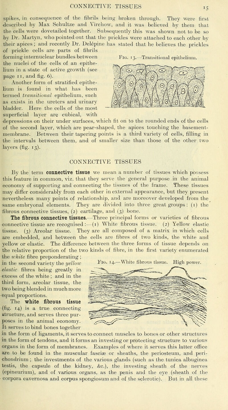 15 spikes, in consequence of the fibrils being broken through. They were first described by Max Schultze and Virchow, and it was beheved by them that the cells were dovetailed together. Subsequently this was shown not to be so by Dr. Martyn, who pointed out that the prickles were attached to each other by their apices; and recently Dr. Del^pine has stated that he believes the prickles of prickle cells are parts of fibrils Fig. 13.—Transitional epithelium. forming internuclear bundles between the nuclei of the cells of an epithe- lium in a state of active growth (see page II, and fig. 6). Another form of stratified epithe- lium is found in what has been termed transitional epithelium, such as exists in the ureters and urinary bladder. Here the cells of the most superficial layer are cubical, with depressions on their under surfaces, which fit on to the rounded ends of the cells of the second layer, which are pear-shaped, the apices touching the basement- membrane. Between their tapering points is a third variety of cells, filling in the intervals between them, and of smaller size than those of the other two layers (fig. 13). CONNECTIVE TISSUES By the term connective tissue we mean a number of tissues which possess this feature in common, viz. that they serve the general purpose in the animal economy of supporting and connecting the tissues of the frame. These tissues may differ considerably from each other in external appearance, but they present nevertheless many points of relationship, and are moreover developed from the same embryonal elements. They are divided into three great groups : (i) the fibrous connective tissues, (2) cartilage, and (3) bone. The fibrous connective tissues.—Three principal forms or varieties of fibrous connective tissue are recognised:—(i) White fibrous tissue. (2) Yellow elastic tissue. (3) Areolar tissue. They are all composed of a matrix in which cells are embedded, and between the cells are fibres of two kinds, the white and yellow or elastic. The difference between the three forms of tissue depends on the relative proportion of the two kinds of fibre, in the first variety enumerated the white fibre preponderating ; in the second variety the yelloio 3^'ig. 14.—White fibrous tissue. High power. elastic fibres being greatly in excess of the white ; and in the third form, areolar tissue, the two being blended in much more equal proportions. The white fibrous tissue (fig. 14) is a true connecting structure, and serves three pur- poses in the animal economy. It serves to bind bones together in the form of ligaments, it serves to connect muscles to bones or other structures in the form of tendons, and it forms an investing or protecting structure to various organs in the form of membranes. Examples of where it serves this latter office are to be found in the muscular fascise or sheaths, the periosteum, and peri- chondrium ; the investments of the various glands (such as the tunica albuginea testis, the capsule of the kidney, &c.), the investing sheath of the nerves (epineurium), and of various organs, as the penis and the eye (sheath of the corpora cavernosa and corpus spongiosum and of the sclerotic). But in all these