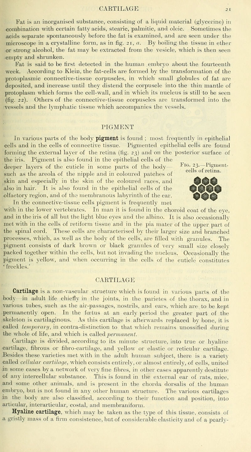 Fat is an inorganised substance, consisting of a liquid material (glycerine) in combination with certain fatty acids, stearic, palmitic, and oleic. Sometimes the acids separate spontaneously before the fat is examined, and are seen under the microscope in a crystalline form, as in fig. 21, a. By boiling the tissue in ether ■or strong alcohol, the fat may be extracted from the vesicle, which is then seen •empty and shrunken. Pat is said to be first detected in the human embryo about the fourteenth week. x\ccording to Klein, the fat-cells are formed by the transformation of the protoplasmic connective-tissue corpuscles, in which small globules of fat are deposited, and increase until they distend the corpuscle into the thin mantle of protoplasm which forms the cell-wall, and in which its nucleus is still to be seen (fig. 22). Others of the connective-tissue corpuscles are transformed into the vessels and the lymphatic tissue which accompanies the vessels. PIGMENT In various parts of the body pigment is found ; most frequently in epithelial cells and in the cells of connective tissue. Pigmented epithelial cells are found forming the external layer of the retina (lig. 23) and on the posterior surface of the iris. Pigment is also found in the epithelial cells of the deeper layers of the cuticle in some parts of the body— -biG. 23.~Pigment- such as the areola of the nipple and in coloured patches of skin and especially in the skin of the coloured races, and @t^^ also in hair. It is also found in the epithelial cells of the @w^^ olfactory region, and of the membranous labyrinth of the ear. Q^^ In the connective-tissue cells pigment is frequently met with in the lower vertebrates. In man it is found in the choroid coat of the eye, and in the iris of all but the light blue eyes and the albino. It is also occasionally met with in the cells of retiform tissue and in the pia mater of the upper part of the spinal cord. These cells are characterised by their larger size and branched processes, which, as well as the body of the cells, are filled with granules. The pigment consists of dark brown or black granules of very small size closely packed together within the cells, but not invading the nucleus. Occasionally the pigment is yellow, and when occurring in the cells of the cuticle constitutes ■' freckles.' CAETILAGE Cartilage is a non-vascular structure which is found in various parts of the body—in adult life chiefly in the joints, in the parietes of the thorax, and in various tubes, such as the air-passages, nostrils, and ears, which are. to be kept permanently open. In the foetus at an early period the greater part of the skeleton is cartilaginous. As this cartilage is afterwards replaced by bone, it is called temporary, in contra-distinction to that which remains unossified during the whole of life, and which is called permanent. Cartilage is divided, according to its minute structure, into true or hyaline cartilage, fibrous or fibro-cartilage, and yellow or elastic or reticular cartilage. Besides these varieties met with in the adult human subject, there is a variety called cellular cartilage, which consists entirely, or almost entirely, of cells, united in some cases by a network of very fine fibres, in other cases apparently destitute of any intercellular substance. This is found in the external ear of rats, mice, and some other animals, and is present in the chorda dorsalis of the human ■embryo, but is not found in any other human structure. The various cartilages in the body are also classified, according to their function and position, into articular, interarticular, costal, and membraniform. Hyaline cartilage, which may be taken as the type of this tissue, consists of & gristly mass of a firm consistence, but of considerable elasticity and of a pearly-