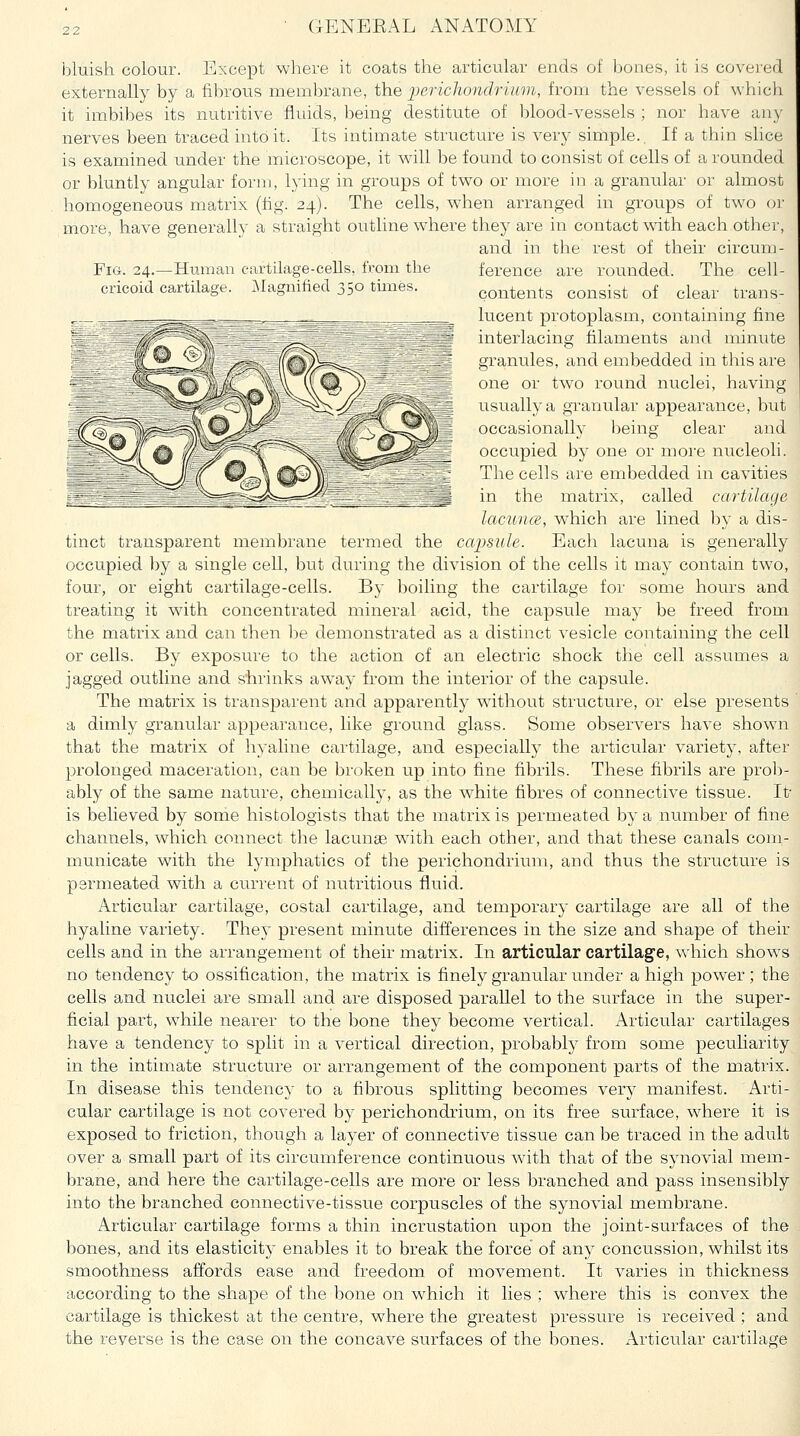 bluish colour. Except where it coats the articular ends of bones, it is covered externally by a fibrous membrane, ihe perichondrium, from the vessels of which it imbibes its nutritive fluids, being destitute of blood-vessels ; nor have any nerves been traced into it. Its intimate structure is very simple.. If a thin slice is examined under the microscope, it will be found to consist of cells of a rounded or bluntly angular form, lying in groups of two or more in a granular or almost homogeneous matrix (tig. 24). The cells, when arranged in groups of two or more, have generally a straight outline where they are in contact with each othei', and in the rest of their circum- Fia. 24.—Himian cartilage-cells, from the ference are rounded. The cell- cricoid cartilage. Magnified 350 times. contents consist of clear trans- lucent protoplasm, containing fine interlacing filaments and minute granules, and embedded in this are one or two round nuclei, having usually a granular appearance, but occasionally being clear and occupied by one or more nucleoli. The cells are embedded in cavities in the matrix, called cartilage lacimce, which are lined by a dis- tinct transparent membrane termed the capsule. Each lacuna is generally occupied by a single cell, but during the division of the cells it may contain two, four, or eight cartilage-cells. By boiling the cartilage for some hours and treating it with concentrated mineral acid, the capsule may be freed from the matrix and can then he demonstrated as a distinct vesicle containing the cell or cells. By exposure to the action of an electric shock the cell assumes a jagged outline and shrinks away from the interior of the capsule. The matrix is transparent and apparently without structure, or else presents a dimly granular appearance, like ground glass. Some observers have shown that the matrix of hyaline cartilage, and especially the articular variety, after prolonged maceration, can be broken up into fine fibrils. These fibrils are prob- ably of the same nature, chemically, as the white fibres of connective tissue. It- is believed by some histologists that the matrix is permeated by a number of fine channels, which connect the lacunae wath each other, and that these canals com- municate with the lymphatics of the perichondrium, and thus the structure is permeated with a current of nutritious fluid. Articular cartilage, costal cartilage, and temporary cartilage are all of the hyaline variety. They present minute differences in the size and shape of their cells and in the arrangement of their matrix. In articular cartilage, which shows no tendency to ossification, the matrix is finely granular under a high power; the cells and nuclei are small and are disposed parallel to the surface in the super- ficial part, while nearer to the bone they become vertical. Articular cartilages have a tendency to split in a vertical direction, probably from some peculiarity in the intimate structure or arrangement of the component parts of the matrix. In disease this tendency to a fibrous splitting becomes very manifest. Arti- cular cartilage is not covered by perichondrium, on its free surface, w4iere it is exposed to friction, though a layer of connective tissue can be traced in the adult over a small part of its circumference continuous wath that of the synovial mem- brane, and here the cartilage-cells are more or less branched and pass insensibly into the branched connective-tissue corpuscles of the synovial membrane. Articular cartilage forms a thin incrustation upon the joint-surfaces of the bones, and its elasticity enables it to break the force of any concussion, whilst its smoothness affords ease and freedom of movement. It varies in thickness according to the shape of the bone on which it lies ; where this is convex the cartilage is thickest at the centre, where the greatest pressure is received ; and the reverse is the case on the concave surfaces of the bones. Articular cartilage