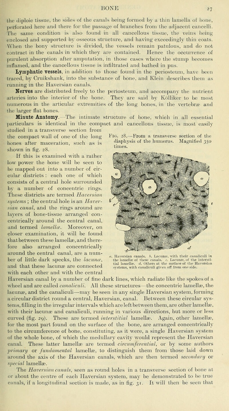 the diploic tissue, the sicles of the canals being formed by a tlain lamella of bone, perforated here and there for the passage of branches from the adjacent cancelli. The same condition is also found in all cancellous tissue, the veins being enclosed and supported by osseous structure, and having exceedingly thin coats. When the bony structure is divided, the vessels remain patulous, and do not contract in the canals in which they are contained. Hence the occurrence of purulent absorption after amputation, in those cases where the stump becomes inflamed, and the cancellous tissue is infiltrated and bathed in pus. Lymphatic vessels, in addition to those found in the periosteum, have been traced, by Cruikshank, into the substance of bone, and Klein describes them as running in the Haversian canals. Nerves are distributed freely to the periosteum, and accompany the nutrient arteries into the interior of the bone. They are said by Kolliker to be most nun:ierous in the articular extremities of the long bones, in the vertebrae and the larger flat bones. Minute Anatomy.—The intimate structure of bone, which in all essential particulars is identical in the compact and cancellous tissue, is most easily studied in a transverse section from the compact wall of one of the long Fig. 28.—From a transverse section of the bones after maceration, such as is Jiaphysis of the humerus. Magnified 350 , . ^ o tmies. shown m ng. 28. If this is examined with a rather | ' ^ **•**'* low power the bone will be seen to 11^* ,-^, ? 'Aw* ^ i- * * be mapped out into a number of cir- ^/ * *.•' ^. ' .j^ * /^. cular districts : each one of which %^J^\ ]i- '^, «v A' consists of a central hole surrounded <.- f:- ^;ijx-v % :.'' _ I ' ' by a number of concentric rings. || <^,- .  Jji'' 'Jt'S ^ *-** These districts are termed Haversian •*» ^ • --^  '^ w stjstems; the centralhole is a,n Haver- S W-W- ' J* ■ '«■« r sian canal, and the rings around are „ t^ ^Mi^' ** ^i \/ layers of bone-tissue arranged con- ^^' ; ' ^ ''fnm-' - *** » ' ^ ^^ centrically around the central canal, , ^j_^ ^ ' ' ' , \, -■«.'^^ H and termed lamella. Moreover, on ^^>^'.*'~*:^'''»/\ v^- \ ^ ^ closer examination, it will be found ' ' *^' '.'^ ' ,i^ thatbetween these lamellae, and there- ' 1*'' ' ', ■^ ' fore also arranged concentrically ^^ -^ifc' .!ggr . i^' ,/ around the central canal, are a num- t ^ .„ ,, . ,. ,.- a. Haversian canals, h. Lacunse, with their canahcnli la ber of little dark specks, the lacunce, the lamellte of these canals, c. Lacunre, of the intersti- T ,, , . 1 1 , T tial lamellfe. d. Others at the surface of the HaversiaM and that these lacunas are connected systems, with canaliculi given off from one side. with each other and with the central Haversian canal by a number of fine dark lines, which radiate like the spokes of a wheel and are called canalimli. All these structiu'es—the concentric lamellae, the lacvmae, and the canaliculi—may be seen in any single Haversian system, forming a circular district round a central, Haversian, canal. Between these circular sys- tems, filling in the irregular intervals which are left between them, are other lamellae, with their lacunae and canaliculi, running in various directions, but more or less curved (fig. 29). These are termed interstitial lamellge. Again, other lamellae, for the most part found on the surface of the bone, are arranged concentrically to the circumference of bone, constituting, as it were, a single Haversian system of the whole bone, of which the medullary cavity would represent the Haversian canal. These latter lamellae are termed circumferential, or by some authors primary ot fundamental lamellae, to distinguish them from those laid down around the axis of the Haversian canals, which are then termed secondary or sjiecial lamellas. The Haversian canals, seen as round holes in a transverse section of bone at or about the centre of each Haversian system, may be demonstrated to be true canals, if a longitudinal section is made, as in fig. 31. It will then be seen that