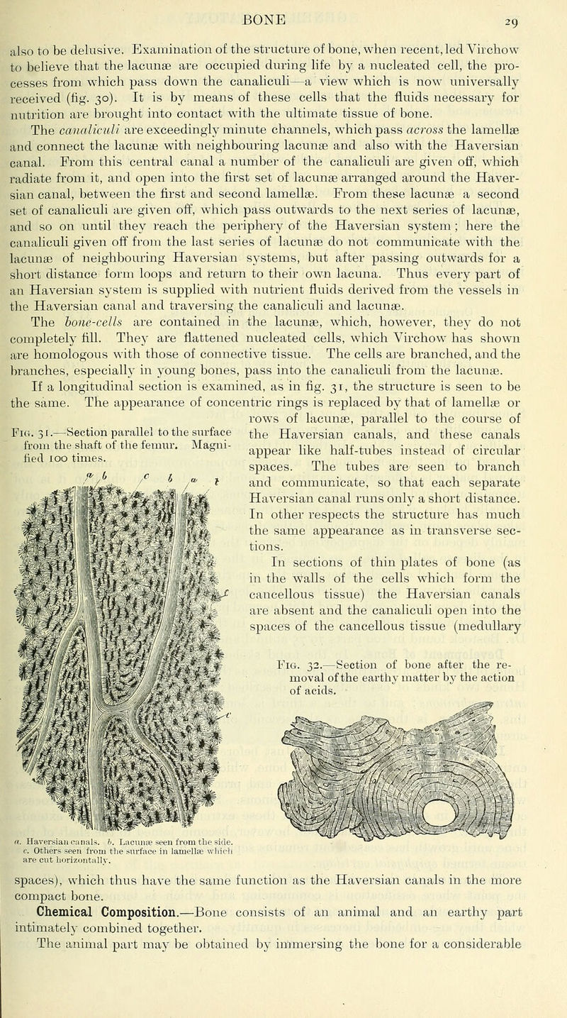 also to be delusive. Examination of the structure of bone, when recent, led Virchow to believe that the lacunae are occupied during life by a nucleated cell, the pro- cesses from which pass down the canaliculi—a view which is now universally received (fig. 30). It is by means of these cells that the fluids necessary for nutrition are brought into contact with the ultimate tissue of bone. The canaliculi are exceedingly minute channels, which pass across the lamellae and connect the lacunae with neighbouring lacunae and also with the Haversian canal. From this central canal a number of the canaliculi are given off, which I'adiate from it, and open into the first set of lacunae arranged around the Haver- sian canal, between the first and second lamellae. From these lacunge a second set of canaliculi are given off, which pass outw^ards to the next series of lacunae, and so on until they reach the periphery of the Haversian system; here the canaliculi given off from the last series of lacunae do not communicate with the lacunae of neighbouring Haversian systems, but after passing outwards for a short distance form loops and return to their own lacuna. Thus every part of an Haversian system is supplied with nutrient fluids derived from the vessels in the Haversian canal and traversing the canaliculi and lacunae. The bone-cells are contained in the lacunae, which, however, they do not completely fill. They are flattened nucleated cells, which Virchow has shown are homologous with those of connective tissue. The cells are branched, and the branches, especially in young bones, pass into the canaliculi from the lacunae. If a longitudinal section is examined, as in fig. 31, the structure is seen to be the same. The appearance of concentric rings is replaced by that of lamellae or rows of lacunae, parallel to the course of the Haversian canals, and these canals appear like half-tubes instead of circular spaces. The tubes are seen to branch and communicate, so that each separate Haversian canal runs only a short distance. In other respects the structure has much the same appearance as in transverse sec- tions. In sections of thin plates of bone (as in the walls of the cells which form the cancellous tissue) the Haversian canals are absent and the canaliculi open into the spaces of the cancellous tissue (medullary Fig. 32.—Section of bone after the re- moval of the earthy matter by the action of acids. Fict. 31.—Section parallel to the surface from the shaft of the femur. Magni- fied 100 times. . Havei-sian canals, h. Lacuna seen from the side. c. Others seen fi-oni tlie surface in lamella which are cut horizontallv. spaces), which thus have the same function as the Haversian canals in the more compact bone. Chemical Composition.—Bone consists of an animal and an earthy part intimately combined together. The animal part may be obtained by immersing the bone for a considerable