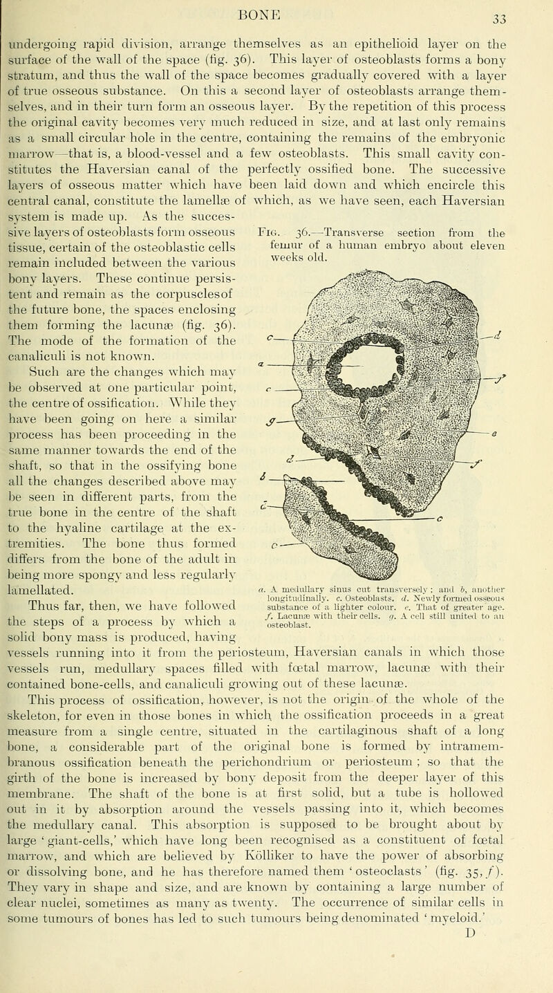 undergoing rapid division, arrange themselves as an epithelioid layer on the surface of the wall of the space (tig. 36). This layer of osteoblasts forms a bony stratum, and thus the wall of the space becomes gradually covered with a layer of true osseous substance. On this a second layer of osteoblasts arrange them- selves, and in their turn form an osseous layer. By the repetition of this process the original cavity becomes very much reduced in size, and at last only remains as a small circular hole in the centre, containing the remains of the embryonic marrow—that is, a blood-vessel and a few osteoblasts. This small cavity con- stitutes the Haversian canal of the perfectly ossified bone. The successive layers of osseous matter which have been laid down and which encircle this central canal, constitute the lamellae of which, as we have seen, each Haversian system is made up. As the Fig. 36.—Transverse section from the femur of a human embryo about eleven weeks old. succes- sive layers of osteoljlasts form osseous tissue, certain of the osteoblastic cells remain included between the various bony layers. These continue persis- tent and remain as the corpuscles of the future bone, the spaces enclosing them forming the lacunae (fig. 36). The mode of the formation of the canaliculi is not known. Such are the changes which may be observed at one particular point, the centre of ossification. While they have been going on here a similar process has been proceeding in the same manner towards the end of the shaft, so that in the ossifying bone all the changes described above may be seen in different parts, from the true bone in the centre of the shaft to the hyaline cartilage at the ex- tremities. The bone thus formed differs from the bone of the adult in being more spongy and less regularly lamellated. Thus far, then, we have followed the steps of a process by which a solid bony mass is produced, having vessels running into it from the periosteum. Haversian canals in which those vessels run, medullary spaces filled with foetal marrow, lacunge Avith their contained bone-cells, and eanalicuh growing put of these lacunae. This process of ossification, however, is not the origin of the whole of the skeleton, for even in those bones in which, the ossification proceeds in a great measure from a single centre, situated in the cartilaginous shaft of a long bone, a considerable part of the original bone is formed by intramem- branous ossification beneath the perichondrium or periosteum ; so that the girth of the bone is increased by bony deposit from the deeper layer of this membrane. The shaft of the bone is at first solid, but a tube is hollowed out in it by absorption around the vessels passing into it, which becomes the medullary canal. This absorption is supposed to be brought about by large ' giant-cells,'which have long been recognised as a constituent of foetal marrow, and which are believed by Kolliker to have the power of absorbing or dissolving bone, and he has therefore named them 'osteoclasts' (fig. 35,/)- They vary in shape and size, and are known by containing a large number of clear nuclei, sometimes as many as twenty. The occurrence of similar cells in some tumours of bones has led to such tumours being denominated ' myeloid.' D I. A. medullary siuus cut transversely ; and 6, another longitudinally, c. Osteoblasts, d. Newly formed osseous substance of a lighter colour, c. That of greater age. /. Lacunae with their cells, g. A cell still united to an osteoblast.