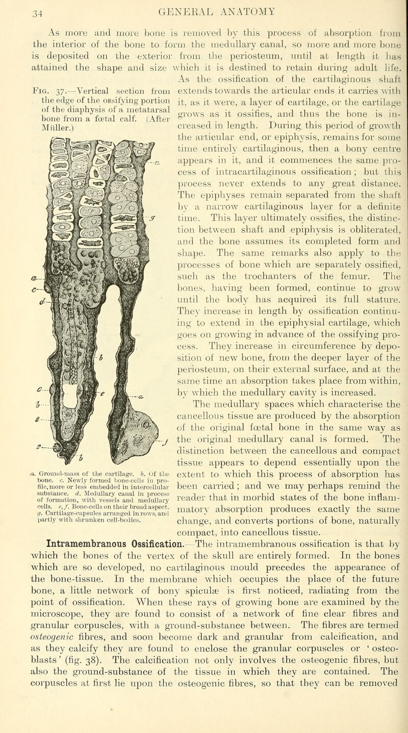 Fig. 37.—Vertical section from the edge of the ossifying portion of the diaphysis of a metatarsal bone from a foetal calf. (After Miiller.) As more and more bone is removed ])y this process of absorption Iron) the interior of the bone to form the medullary canal, so more and more bone is deposited on the exterior from tlie periosteum, until at length it has attained the shape and size which it is destined to retain during adult life. As the ossification of the cartilaginous sliaft extends towards the articular ends it carries with it, as it were, a layer of cartilage, or the cartilage grows as it ossifies, and thus the bone is in- creased in length. During this period of gro^^th the articular end, or epiphysis, remains for some time entirely cartilaginous, then a bony centre appears in it, and it commences the same pro- cess of intracartilaginous ossification ; but this process never extends to any great distance. The epiphyses remain separated from the shaft ])y a narrow cartilaginous layer for a definite time. This layer ultimately ossifies, the distinc- tion between shaft and epiphysis is obliterated, and the bone assumes its completed form and shape. The same remarks also apply to the processes of bone which are separately ossified, such as the trochanters of the femur. The bones, having been formed, continue to grow until the body has acquired its full stature. They increase in length by ossification continu- ing to extend in the epiphysial cartilage, which goes on growing in advance of the ossifying pro- cess. They increase in circumference by depo- sition of new bone, from the deeper layer of the periosteum, on their external surface, and at the same time an absorption takes place from within, by which the medullary cavity is increased. The medullary spaces which characterise the cancellous tissue are produced by the absorption of the original foetal bone in the same way as the original medullary canal is formed. The distinction between the cancellous and compact tissue appears to depend essentially upon the ^i. Ground-mass of the cartuage. 6. Of the extent to which this process of absorption has bone. c. Newly formed bone-cells in pro- , . -, , ■, ^ .  been carried; and we may perhaps remmd the reader that in morbid states of the bone inflam- matory absorption produces exactly the same change, and converts portions of bone, naturally compact, into cancellous tissue. Intramembranous Ossification.—The intramembranous ossification is that by which the bones of the vertex of the skull are entirely formed. In the bones which are so developed, no cartilaginous mould precedes the appearance of the bone-tissue. In the membrane which occupies the place of the future bone, a little network of bony spiculse is first noticed, radiating from the point of ossification. When these rays of growing bone are examined by the microscope, they are found to consist of a network of fine clear fibres and granular corpuscles, with a ground-substance between. The fibres are termed osteogenic fibres, and soon become dark and granular from calcification, and as they calcify they are found to enclose the granular corpuscles or ' osteo- blasts ' (fig. 38). The calcification not only involves the osteogenic fibres, but also the ground-substance of the tissue in which they are contained. The corpuscles at first lie upon the osteogenic fibres, so that the}^ can be removed flle.more or less embedded in intercellular substance, d. Medullary canal in process of formation, with vessels and medullary cells, e, /. Bone-ceUs on their broad aspect. (J. Cartilage-capsules aiTanged in rows, ami partlj' with shrunken cell-bodies.