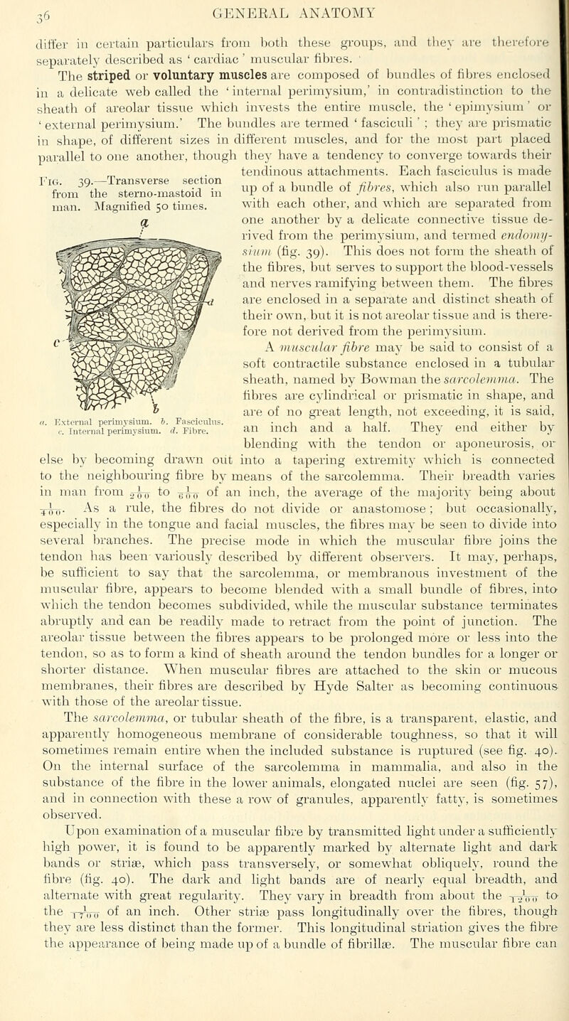 -.6 Fkt. 39.—Transverse section from the sterno-mastoid in man. Magnified 50 times. u. External perimysium. 6. Fasciculn; c. Internal perimysium, d. Fibre. differ in certain particulars from both these groups, and they are tlierefore separately described as ' cardiac ' muscular fibres. ■ The striped or voluntary muscles are composed of bundles of fibres enclosed in a delicate web called the 'internal perimysium,' in contradistinction to the sheath of areolar tissue which invests the entire muscle, the ' epimysium' or ' external perimysium.' The bundles are termed ' fasciculi' ; they are prismatic in shape, of different sizes in different muscles, and for the most part placed parallel to one another, though they have a tendency to converge towards their tendinous attachments. Each fasciculus is made up of a bundle of fibres, which also run parallel with each other, and which are separated from one another by a delicate connective tissue de- rived from the perimysium, and termed e)ido)ii]/- s ill in (fig. 39). This does not form the sheath of the fibres, but serves to support the blood-vessels and nerves ramifying between them. The fibres are enclosed in a separate and distinct sheath of their own, but it is not areolar tissue and is there- fore not derived from the perimysium. A muscular fibre may be said to consist of a soft contractile substance enclosed in a tubular sheath, named by Bowman the sarcolemma. The fibres are cylindrical or prismatic in shape, and ai'e of no great length, not exceeding, it is said, an inch and a half. They end either by blending with the tendon or aponeurosis, or else l)y becoming drawn out into a tapering extremity which is connected to the neighbouring fibre by means of the sarcolemma. Their breadth varies in man from ^^ to ^^ of an inch, the average of the majority being about ^Jjy,. As a rule, the fibres do not divide or anastomose; but occasionally, especially in the tongue and facial muscles, the fibres may be seen to divide into several liranches. The precise mode in which the muscular fibre joins the tendon has been variously described by different observers. It may, perhaps, be sufficient to say that the sarcolemma, or membranous investment of the muscular fibre, aj)pears to become blended with a small bundle of fibres, into which the tendon becomes subdivided, while the muscular substance terminates abruptly and can be readily made to retract from the point of junction. The ai'eolar tissue between the fibres appears to be prolonged more or less into the tendon, so as to form a kind of sheath around the tendon bundles for a longer or shorter distance. When muscular fibres are attached to the skin or mucous membranes, their fibres are described by Hyde Salter as becoming continuous- with those of the areolar tissue. The sarcolemma, or tubular sheath of the fibre, is a transparent, elastic, and apparently homogeneous membrane of considerable toughness, so that it will sometimes remain entire when the included substance is ruptured (see fig. 40).. On the internal surface of the sarcolemma in mammalia, and also in the substance of the fibre in the lower animals, elongated nuclei are seen (fig. 57), and in connection with these a row of granules, apparently fatty, is sometimes observed. Upon examination of a muscular fibre by transmitted light under a sufficiently high power, it is found to be apparently marked by alternate light and dark bands or striae, which pass transversely, or somewhat obliquely, round the fibre (tig. 40). The dark and light bands are of nearly equal breadth, and alternate with great regularity. They vary in breadth from about the x^tut ^cv the ttVo o^ ^^ inch. Other striae pass longitudinally over the fibres, though they are less distinct than the former. This longitudinal striation gives the fibre the appearance of being made up of a bundle of fibrillae. The muscular fibre can