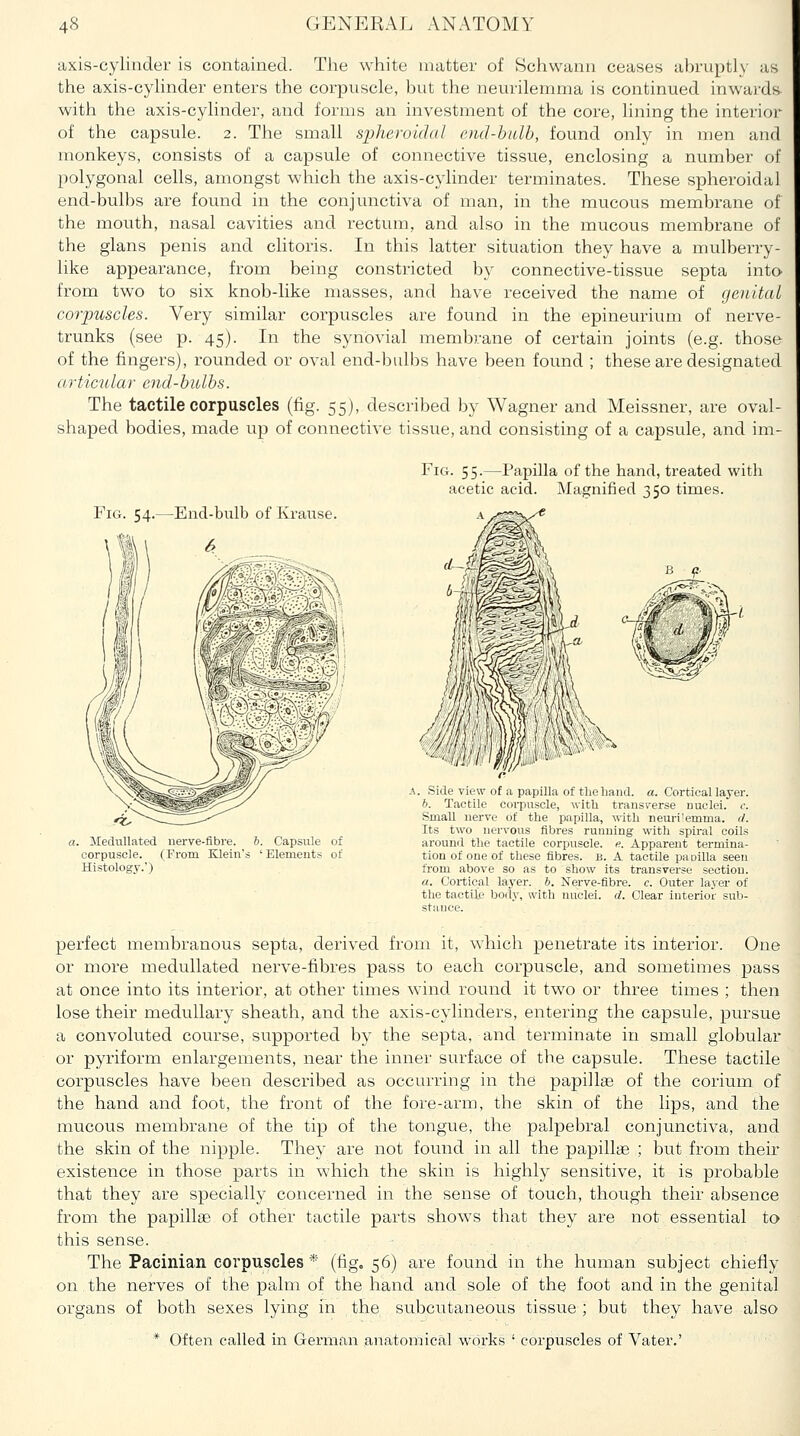 axis-cylinder is contained. TJie white matter of Schwann ceases abruptly as the axis-cylinder enters the corpuscle, but the neurilemma is continued inwards- with the axis-cylinder, and forms an investment of the core, lining the interior of the capsule. 2. The small spheroidal end-bulb, found only in men and monkeys, consists of a capsule of connective tissue, enclosing a number of polygonal cells, amongst which the axis-cylinder terminates. These spheroidal end-bulbs are found in the conjunctiva of man, in the mucous membrane of the mouth, nasal cavities and rectum, and also in the mucous membrane of the glans penis and clitoris. In this latter situation they have a mulberry- like appearance, from being constricted by connective-tissue septa into from two to six knob-like masses, and have received the name of genital corpuscles. Very similar corpuscles are found in the epineurium of nerve- trunks (see p. 45). In the synovial membrane of certain joints (e.g. those of the fingers), rounded or oval end-bulbs have been found ; these are designated articular end-bulbs. The tactile corpuscles (fig. 55), described by Wagner and Meissner, are oval- shaped bodies, made up of connective tissue, and consisting of a capsule, and im- FiG. 55.—Papilla of the hand, treated with acetic acid. Magnified 350 times. Fig. 54.—End-bulb of Krause. 6 a. Mediillated nerve-fibre. 6. Capsule of corpuscle. (From Klein's ' Elements of Histology.') . Side view of a papilla of tliehand. a. Cortical layer. h. Tactile coi'puscle, witli trans\'erse nuclei, c. Small nerve of the papilla, with neurilemma, d. Its two nervous fibres running with spiral coils around the tactile corpuscle, e. Apparent termina- tion of one of these fibres, b. A tactile paoilla seen from above so as to show its transverse section. a. Cortical layer. 6. Nerve-fibre, c. Outer laj'er of the tactile body, with nuclei, d. Clear interior sub- stance. perfect membranous septa, derived from it, which penetrate its interior. One or more medullated nerve-fibres pass to each corpuscle, and sometimes pass at once into its interior, at other times wind round it two or three times ; then lose their medullary sheath, and the axis-cylinders, entering the capsule, pursue a convoluted course, supported by the septa, and terminate in small globular or pyriform enlargements, near the inner surface of the capsule. These tactile corpuscles have been described as occurring in the papillae of the corium of the hand and foot, the front of the fore-arm, the skin of the lips, and the mucous membrane of the tip of the tongue, the palpebral conjunctiva, and the skin of the nipple. They are not found in all the papillae ; but from their existence in those parts in which the skin is highly sensitive, it is probable that they are specially concerned in the sense of touch, though their absence from the papillae of other tactile parts shows that they are not essential to this sense. The Pacinian corpuscles * (fig. 56) are found in the human subject chiefly on the nerves of the palm of the hand and sole of the foot and in the genital organs of both sexes lying in the subcutaneous tissue ; but they have also * Often called in Gemiian anatomical works ' corpuscles of Vater.'