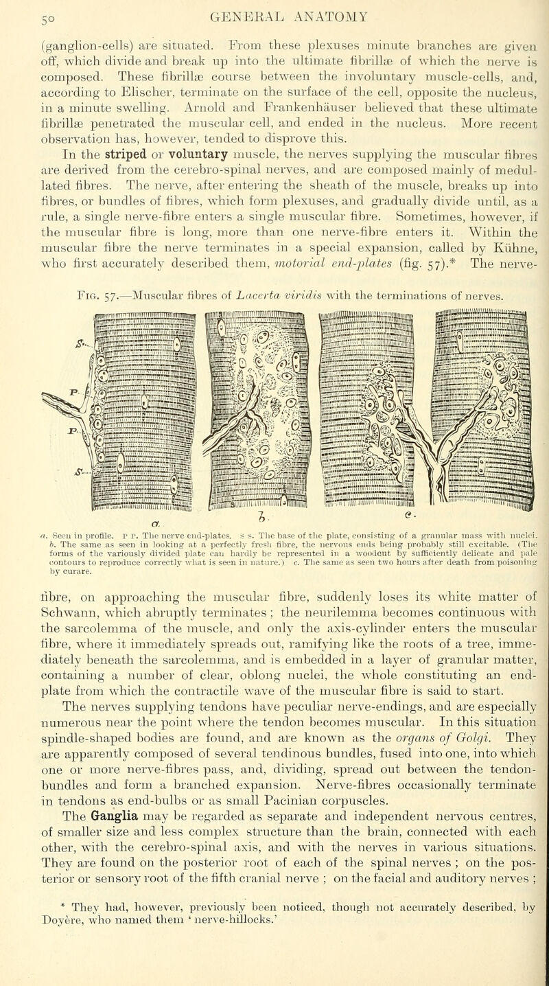 5° (ganglion-cells) are situated. From these plexuses minute branches are given off, which divide and break up into the ultimate iibrillse of which the nerve is composed. These fibrillae course between the involuntary muscle-cells, and, according to Elischer, terminate on the surface of the cell, opposite the nucleus, in a minute swelling. Arnold and Frankenhauser believed that these ultimate librillae penetrated the muscular cell, and ended in the nucleus. More recent observation has, however, tended to disprove this. In the striped or voluntary muscle, the nerves supplying the muscular fibres are derived from the cerebro-spinal nerves, and are composed mainly of medul- lated fibres. The nerve, after entering the sheath of the muscle, breaks up into fibres, or bundles of fibres, which form plexuses, and gradually divide until, as a rule, a single nerve-fibre enters a single muscular fibre. Sometimes, however, if the muscular fibre is long, more than one nerve-fibre enters it. Within the muscular fibre the nerve terminates in a special expansion, called by Kiihne, who first accurately described them, motorial cnd-iilates (fig. 57).* The nerve- FiG, 57.—Muscular fibres of Laccrta viridis with the terminations of nerves. a. IISTiTTfiTirJtii <?. Seeu iu profile. P p. The nei-ve end-plates, s 8. The base of tlie plate, consisting of a granular mass with nuclei. b. The same as seen in looking at a perfectly fresh fibre, the nervous ends being probablj^ still excitable. (Tlie forms of the variously divided plate cau hardly be represented in a woodcut lay sufficiently delicate and jiale contours to reproduce correctly what is seen in nature.) c. The same as seen two hours after death from poisoning by curare. fibre, on approaching the muscular fibre, suddenly loses its white matter of Schwann, which abruptly terminates; the neurilemma becomes continuous with the sarcolemma of the muscle, and only the axis-cylinder enters the muscular fibre, where it immediately spreads out, ramifying like the roots of a tree, imme- diately beneath the sarcolemma, and is embedded in a layer of gi-aniilar matter, containing a number of clear, oblong nuclei, the whole constituting an end- plate from which the contractile wave of the muscular fibre is said to start. The nerves supplying tendons have peculiar nerve-endings, and are especially numerous near the point where the tendon becomes muscular. In this situation spindle-shaped bodies are found, and are known as the organs of Golgi. They are apparently composed of several tendinous bundles, fused into one, into which one or more nerve-fibres pass, and, dividing, spread out between the tendon- bundles and form a branched expansion. Nerve-fibres occasionally terminate in tendons as end-bulbs or as small Pacinian corpuscles. The Ganglia may be regarded as separate and independent nervous centres, of smaller size and less complex structure than the brain, connected with each other, with the cerebro-spinal axis, and with the nerves in various situations. They are found on the posterior root of each of the spinal nerves ; on the pos- terior or sensory root of the fifth cranial nerve ; on the facial and auditory nerves ; * They had, liowever, previovisly been noticed, though not accurately described, by Doyere, who named them ' nerve-hiJlocks.'