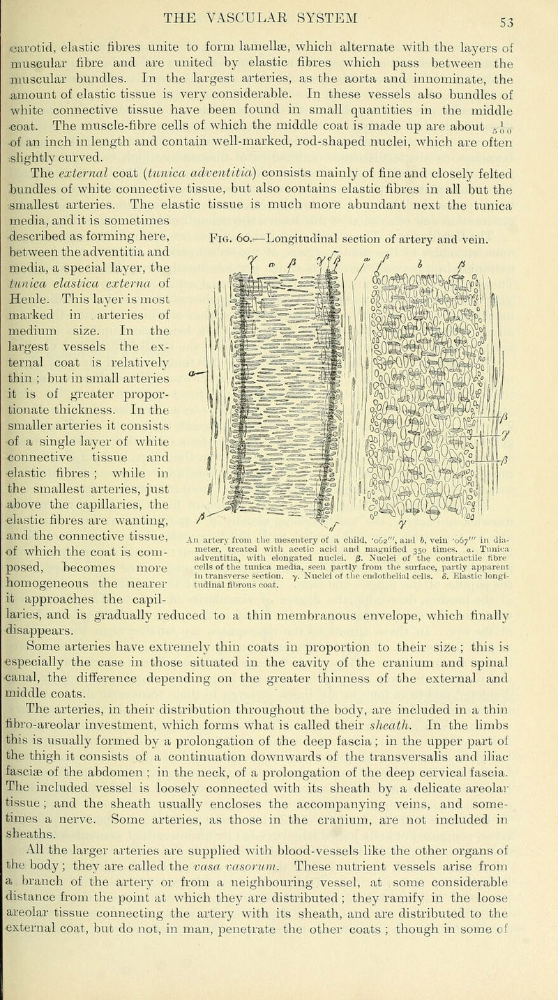 53 carotid, elastic fibres unite to form lamellae, which alternate with the layers of muscular fibre and are united by elastic fibres which pass between the muscular bundles. In the largest arteries, as the aorta and innominate, the amount of elastic tissue is very considerable. In these vessels also bundles of white connective tissue have been found in small quantities in the middle •coat. The muscle-fibre cells of which the middle coat is made up are about t^^,^ ■of an inch in length and contain w^ell-marked, rod-shaped nuclei, which are often islightly curved. The external coat {tunica adventitia) consists mainly of fine and closely felted hundles of white connective tissue, but also contains elastic fibres in all but the ■smallest arteries. The elastic tissue is much more abundant next the tunica media, and it is sometimes •described as forming here, Fig. 6o.—Longitudinal section of artery and vein, between the adventitia and media, a special layer, the tunica elastica externa of Henle. This layer is most marked in . arteries of medium size. In the largest vessels the ex- ternal coat is relatively thin ; but in small arteries it is of greater propor- tionate thickness. In the smaller arteries it consists ■of a single layer of white ■connective tissue and ■elastic fibres; while in the smallest arteries, just above the capillaries, the •elastic fibres are wanting, and the connective tissue, ■of which the coat is com- posed, becomes more homogeneous the nearer it approaches the capil- laries, and is gradually reduced to a thin membranous envelope, which finally disappears. Some arteries have extremely thin coats in proportion to their size ; this is especially the case in those situated in the cavity of the cranium and spinal •canal, the difference depending on the greater thinness of the external and middle coats. The arteries, in their distribution throughout the body, are included in a thin fibro-areolar investment, which forms what is called their sheath. In the limbs this is usually formed by a prolongation of the deep fascia; in the upper part of the thigh it consists of a continuation downwards of the transversalis and iliac fascige of the abdomen ; in the neck, of a prolongation of the deep cervical fascia. The included vessel is loosely connected with its sheath by a delicate areolar tissue ; and the sheath usually encloses the accompanying veins, and some- times a nerve. Some arteries, as those in the cranium, are not included in sheaths. All the larger arteries are supplied with blood-vessels like the other organs of the body; thej a,Te called the vasa vasonmi. These nutrient vessels arise from a branch of the artery or from a neighbouring vessel, at some considerable distance from the point at which they are distributed ; they ramify in the loose areolar tissue connecting the artery with its sheath, and are distributed to the -external coat, but do not, in man, penetrate the other coats ; though in some of All artery from the mesentery of a cMld, •062', and 6, vein ■067' in dia- meter, treated with acetic acid and magnified 350 times, a. Tnnica adventitia, with elongated nuclei. /3. Nuclei of the contractile fibre cells of the tunica media, seen partly from the surface, partly apparent in transverse section, y. Nuclei of the endothelial cells. S. Klastic longi- tixdinal filirous coat.