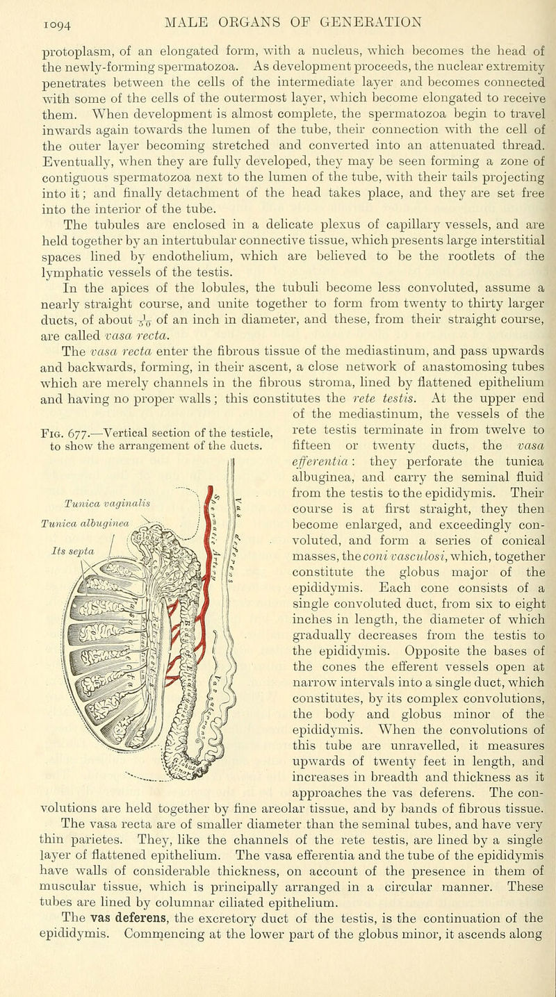 protoplasm, of an elongated form, with a nucleus, which becomes the head of the newly-forming spermatozoa. As development proceeds, the nuclear extremity- penetrates between the cells of the intermediate layer and becomes connected with some of the cells of the outermost layer, which become elongated to receive them. When development is almost complete, the spermatozoa begin to travel inwards again towards the lumen of the tube, their connection with the cell of the outer layer becoming stretched and converted into an attenuated thread. Eventually, when they are fully developed, they may be seen forming a zone of contiguous spermatozoa next to the lumen of the tube, with their tails projecting into it; and finally detachment of the head takes place, and they are set free into the interior of the tube. The tubules are enclosed in a delicate plexus of capillary vessels, and are held together by an intertubular connective tissue, which presents large interstitial spaces lined by endothelium, which are believed to be the rootlets of the lymphatic vessels of the testis. In the apices of the lobules, the tubuli become less convoluted, assume a nearly straight course, and unite together to form from twenty to thirty larger ducts, of about 5-^ of an inch in diameter, and these, from their straight course, are called vasa recta. The 'vasa recta enter the fibrous tissue of the mediastinum, and pass upwards and backwards, forming, in their ascent, a close network of anastomosing tubes which are merely channels in the fibrous stroma, lined by flattened epithelium and having no proper walls; this constitutes the rete testis. At the upper end of the mediastinum, the vessels of the rete testis terminate in from twelve to fifteen or twenty ducts, the vasa efferentia: they perforate the tunica albuginea, and carry the seminal fluid from the testis to the epididymis. Their course is at first straight, they then become enlarged, and exceedingly con- voluted, and form a series of conical masses, the coni vasculosi, which, together constitute the globus major of the epididymis. Each cone consists of a single convoluted duct, from six to eight inches in length, the diameter of which gradually decreases from the testis to the epididymis. Opposite the bases of the cones the efi'erent vessels open at narrow intervals into a single duct, which constitutes, by its complex convolutions, the body and globus minor of the epididymis. When the convolutions of this tube are unravelled, it measures upwards of twenty feet in length, and increases in breadth and thickness as it approaches the vas deferens. The con- volutions are held together by fine areolar tissue, and by bands of fibrous tissue. The vasa recta are of smaller diameter than the seminal tubes, and have very thin parietes. They, like the channels of the rete testis, are lined by a single layer of flattened epithelium. The vasa efferentia and the tube of the epididymis have walls of considerable thickness, on account of the presence in them of muscular tissue, which is principally arranged in a circular manner. These tubes are lined by columnar ciliated epithelium. The vas deferens, the excretory duct of the testis, is the continuation of the epididymis. Comraencing at the lower part of the globus minor, it ascends along Fig. 677.—Vertical section of the testicle, to show the arrangement of the ducts. Tunica vaginalis Tunica albuginea Its sejita