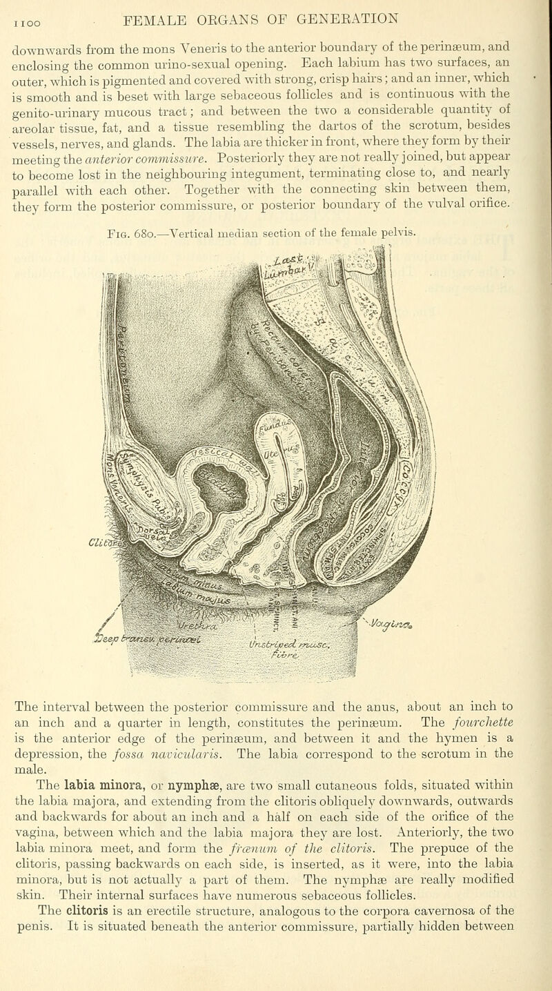 downwards from the mons Veneris to the anterior bounda.ry of the perinaeum, and enclosing the common urino-sexual opening. Each labium has two surfaces, an outer, which is pigmented and covered with strong, crisp hairs; and an inner, which is smooth and is beset with large sebaceous folhcles and is continuous with the genito-urinary mucous tract; and between the two a considerable quantity of areolar tissue, fat, and a tissue resembling the dartos of the scrotum, besides vessels, nerves, and glands. The labia are thicker in front, where they form by their meeting the anterior commissure. Posteriorly they are not really joined, but appear to become lost in the neighbouring integument, terminating close to, and nearly parallel with each other. Together with the connecting skin between them, they form the posterior commissure, or posterior boundary of the vulval orifice. Fig. 680.—Vertical median section of the female pelvis. Chf^ L' trc/aed -n 'Jc The interval between the posterior commissure and the anus, about an inch to an inch and a quarter in length, constitutes the peringeum. The fourcliette is the anterior edge of the perineum, and between it and the hymen is a depression, the fossa navicularis. The labia correspond to the scrotum in the male. The labia minora, or nymphse, are two small cutaneous folds, situated within the labia majora, and extending from the clitoris obliquely downwards, outwards and backwards for about an inch and a half on each side of the orifice of the vagina, between which and the labia majora they are lost. Anteriorly, the two labia minora meet, and form the ffcenum of the clitoris. The prepuce of the clitoris, passing backwards on each side, is inserted, as it were, into the labia minora, but is not actually a part of them. The nymph® are really modified skin. Their internal surfaces have numerous sebaceous follicles. The clitoris is an erectile structure, analogous to the corpora cavernosa of the penis. It is situated beneath the anterior commissure, partially hidden between