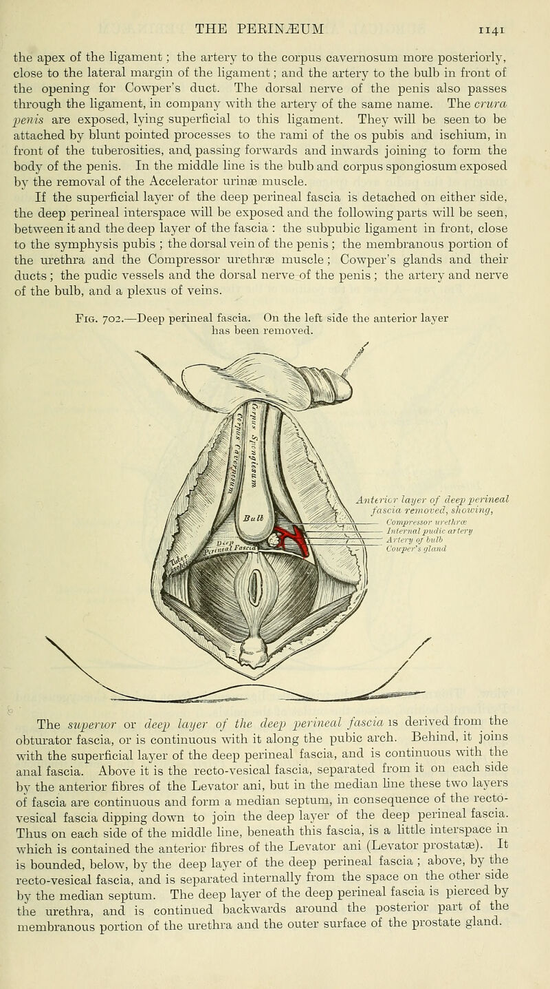 the apex of the Hgament; the artery to the corpus cavernosum more posteriorly, close to the lateral margin of the ligament; and the artery to the bulb in front of the opening for Cowper's duct. The dorsal nerve of the penis also passes through the ligament, in company with the artery of the same name. The crura penis are exposed, lying superficial to this ligament. They will be seen to be attached by blunt pointed processes to the rami of the os pubis and ischium, in front of the tuberosities, and passing forwards and inwards joining to form the body of the penis. In the middle line is the bulb and corpus spongiosum exposed by the removal of the Accelerator urinse muscle. If the superficial layer of the deep perineal fascia is detached on either side, the deep perineal interspace will be exposed and the following parts will be seen, between it and the deep layer of the fascia : the subpubic ligament in front, close to the symphysis pubis ; the dorsal vein of the penis ; the membranous portion of the urethra and the Compressor urethrae muscle; Cowper's glands and their ducts; the pudic vessels and the dorsal nerve of the penis ; the artery and nerve of the bulb, and a plexus of veins. Fig. 702.- -Deep perineal fascia. On the left side the anterior layer has been removed. Anterior layer of deep perineal fascia reynoved, showing, Compressor urethrce Internal pudic artery Artery of bulb Couper's gland The stiperior or deejJ latjer of the deep perineal fascia is derived froni the obturator fascia, or is continuous with it along the pubic arch. Behind, it joins with the superficial layer of the deep perineal fascia, and is continuous with the anal fascia. Above it is the recto-vesical fascia, separated from it on each side by the anterior fibres of the Levator ani, but in the median fine these two layers of fascia are continuous and form a median septum, in consequence of the recto- vesical fascia dipping down to join the deep layer of the deep perineal fascia. Thus on each side of the middle fine, beneath this fascia, is a httle interspace in which is contained the anterior fibres of the Levator ani (Levator prostata). It is bounded, below, by the deep layer of the deep perineal fascia ; above, by the recto-vesical fascia, and is separated internally from the space on the other side by the median septum. The deep layer of the deep perineal fascia is pierced by the urethra, and is continued backwards around the posterior part of the membranous portion of the urethra and the outer surface of the prostate gland.