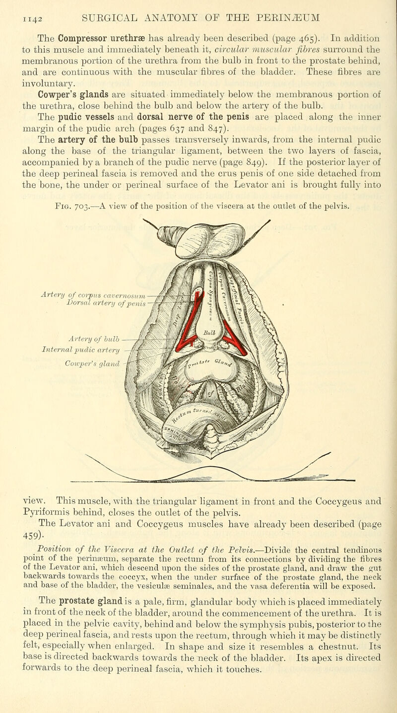 The Compressor urethrse has akeady been described (page 465). In addition to this muscle and immediately beneath it, circular muscular fibres surround the membranous portion of the urethra from the bulb in front to the prostate behind, and are continuous with the muscular fibres of the bladder. These fibres are involuntary. Cowper's glands are situated immediately below the membranous portion of the urethra, close behind the bulb and below the artery of the bulb. The pudic vessels and dorsal nerve of the penis are placed along the inner margin of the pudic arch (pages 637 and 847). The artery of the bulb passes transversely inwards, from the internal pudic along the base of the triangular ligament, between the two layers of fascia, accompanied by a branch of the pudic nerve (page 849). If the posterior layer of the deep perineal fascia is removed and the crus penis of one side detached from the bone, the under or perineal surface of the Levator ani is brought fully into Fig. 703.—A view of the position of the viscera at the outlet of the pelvis. Artery of corpus cave') nos iJorscd artery of pe Artery of hulh Internal pudic artery Cowper's gland view. This muscle, with the triangular ligament in front and the Coccygeus and Pyriformis behind, closes the outlet of the pelvis. The Levator ani and Coccygeus muscles have already been described (page 459)- Position of the Viscera at the Outlet of the Pelvis.—Divide the central tendinons point of the perinseum, separate the rectum from its connections by dividing the fibres of the Levator ani, which descend upon the sides of the prostate gland, and draw the gut backwards towards the coccyx, when the under surface of the prostate gland, the neck and base of the bladder, the vesiculis seminales, and the vasa deferentia will be exposed. The prostate gland is a pale, firm, glandular body which is placed immediately in front of the neck of the bladder, around the commencement of the urethra. It is placed in the pelvic cavity, behind and below the symphysis pubis, posterior to the deep perineal fascia, and rests upon the rectum, through which it may be distinctly felt, especially when enlarged. In shape and size it resembles a chestnut. Its base is directed backwards towards the neck of the bladder. Its apex is directed forwards to the deep perineal fascia, which it touches.