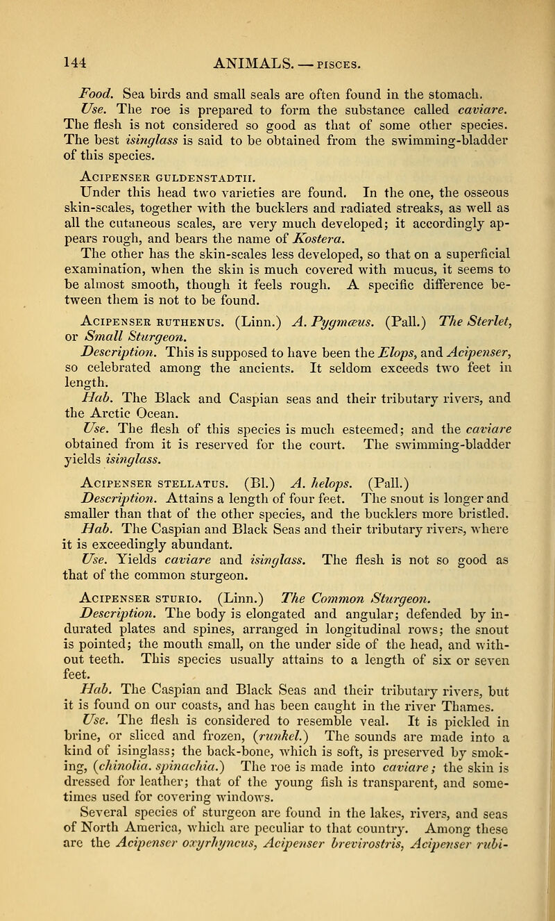 Food. Sea birds and small seals are often found in the stomach. Use. The roe is prepared to form the substance called caviare. The flesh is not considered so good as that of some other species. The best isinglass is said to be obtained from the swimming-bladder of this species. ACIPENSER GULDENSTADTII. Under this head two varieties are found. In the one, the osseous skin-scales, together with the bucklers and radiated streaks, as well as all the cutaneous scales, are very much developed; it accordingly ap- pears rough, and bears the name of Kostera. The other has the skin-scales less developed, so that on a superficial examination, when the skin is much covered with mucus, it seems to be almost smooth, though it feels rough. A specific difference be- tween them is not to be found. AciPENSER RUTHENUS. (Linn.) A.Pygmceus. (Pall.) The Sterlet, or Small Sturgeon. Description. This is supposed to have been the JElops^ and Acipenser, so celebrated among the ancients. It seldom exceeds two feet in length. Hab. The Black and Caspian seas and their tributary rivers, and the Arctic Ocean. Use. The flesh of this species is much esteemed; and the caviare obtained from it is reserved for the court. The swimming-bladder yields isinglass. Acipenser stellatus. (B1.) A. helops. (Pall.) Descriptio7i. Attains a length of four feet. The snout is longer and smaller than that of the other species, and the bucklers more bristled. Hab. The Caspian and Black Seas and their tributary rivers, where it is exceedingly abundant. Use. Yields caviare and isinglass. The flesh is not so good as that of the common sturgeon. Acipenser sturio. (Linn.) The Common Sturgeon. Description. The body is elongated and angular; defended by in- durated plates and spines, arranged in longitudinal rows; the snout is pointed; the mouth small, on the under side of the head, and with- out teeth. This species usually attains to a length of six or seven feet. Hab. The Caspian and Black Seas and their tributary rivers, but it is found on our coasts, and has been caught in the river Thames. Use. The flesh is considered to resemble veal. It is pickled in brine, or sliced and frozen, (runkel.) The sounds are made into a kind of isinglass; the back-bone, which is soft, is preserved by smok- ing, (chinolia. spinachia.) The roe is made into caviare; the skin is dressed for leather; that of the young fish is transparent, and some- times used for covering windows. Several species of sturgeon are found in the lakes, rivers, and seas of North America, which are peculiar to that country. Among these are the Acipenser oocyrhyncits, Acipenser brevirostris, Acipe?tser riibi-