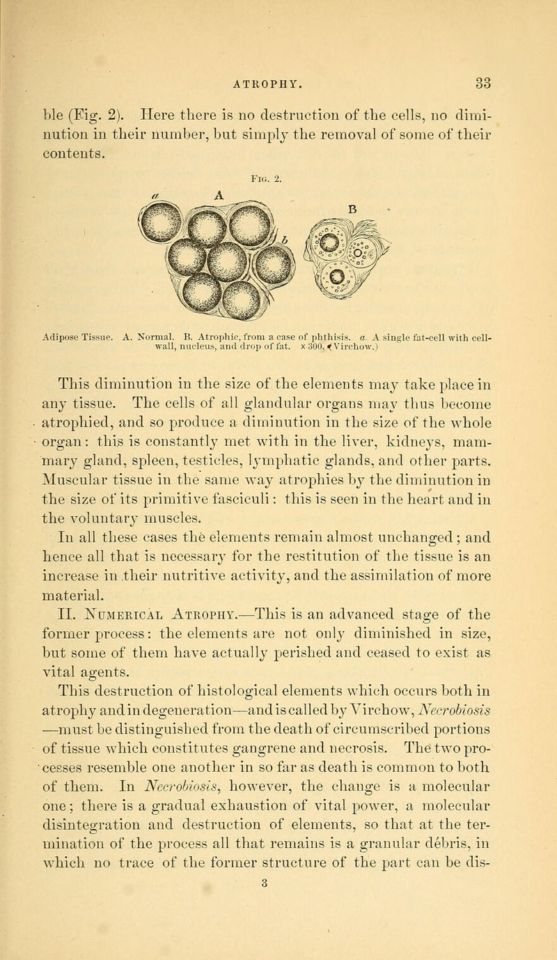 ble (Kg. 2). Here there is no destruction of the cells, no dimi- nution in their number, but simply the removal of some of their contents. Fig. 2. Adipose Tissue. A. Normal. B. Atrophic, from a case of phthisis, a. A single fat-cell with cell- wall, nucleus, and drop of fat. x 300. ^ Virchow.) This diminution in the size of the elements may take place in any tissue. The cells of all glandular organs may thus become atrophied, and so produce a diminution in the size of the whole organ: this is constantly met with in the liver, kidnej^s, mam- mary gland, spleen, testicles, lymphatic glands, and other parts. Muscular tissue in the same way atrophies by the diminution in the size of its primitive fasciculi: this is seen in the heart and in the voluntary muscles. In all these cases the elements remain almost unchanged ; and hence all that is necessary for the restitution of the tissue is an increase in .their nutritive activity, and the assimilation of more material. II. ]^UMERTCAL Atrophy.-—TMs is an advanced stage of the former process: the elements are not only diminished in size, but some of them have actually perished and ceased to exist as vital agents. This destruction of histological elements which occurs both in atrophy and in degeneration—and is called by Virchow, Necrobiosis —must be distinguished from the death of circumscribed portions of tissue which constitutes gangrene and necrosis. The two pro- • cesses resemble one another in so far as death is common to both of them. In Necrobiosis, however, the change is a molecular one; there is a gradual exhaustion of vital power, a molecular disintegration and destruction of elements, so that at the ter- mination of the process all that remains is a granular debris, in which no trace of the former structure of the part can be dis- 3