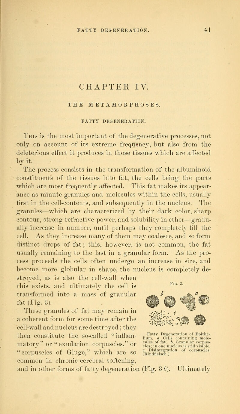 CHAPTER IV. THE METAMORPHOSES. FATTY DEGENERATION. This is the most important of the degenerative processes, not only on account of its extreme frequencj^^, but also from the deleterious eifect it produces in those tissues which are affected by it. The process consists in the transformation of the albuminoid constituents of the tissues into fat, the cells being the parts which are most frequently affected. This fat makes its appear- ance as minute granules and molecules within the cells, usually first in the cell-contents, and subsequently in the nucleus. The granules—which are characterized by their dark color, sharp contour, strong refractive power, and solubility in ether—gradu- ally increase in number, until perhaps they completely fill the cell. As they increase many of them may coalesce, and so form distinct drops of fat; this, however, is not common, the fat usually remaining to the last in a granular form. As the pro- cess proceeds the cells often undergo an increase in size, and become more globular in shape, the nucleus is completely de- stroyed, as is also the cell-wall when this exists, and ultimately the cell is ^^^' ^' transformed into a mass of granular fat (Fig. 3). These granules of fat may remain in a coherent form for some time after the cell-wall and nucleus are destroyed; they then constitute the so-called inflam- yl^K'^^IZlfnZnLftoit matory  or exudation corpuscles, or t!^^^J;^!^^!^n'S^ corpuscles of Gluge, which are so (kindflS.f °' ^^^^p^^^i-^^- common in chronic cerebral softening, and in other forms of fatt}^ degeneration (Fig. 3 b). Ultimately