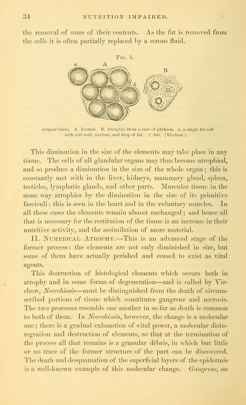 the removal of some of their contents. As the fat is removed from the cells it is often partially replaced by a serous fluid. Fig 3. Adipose tissue. A. Normal. B. Atropliio, from a case of pbtLisis. a. a e with cell-wall, nucleus, and drop of fat. X 300. (Vircliow.) ngle fat-cell This diminution in the size of the elements may take place in any tissue. The cells of all glandular organs may thus become atrophied, and so produce a diminutiou in the size of the whole organ; this is constantly met with in the liver, kidneys, mammary gland, spleen, testicles, lymphatic glands, and other parts. Muscular tissue in the same way atrophies by the diminution in the size of its primitive fasciculi: this is seen in the heart and in the voluntary muscles. In all these cases the elements remain almost unchanged; and hence all that is necessary for the restitution of the tissue is an increase in their nutritive activity, and the assimilation of more material. II. Numerical Atrophy.—This is an advanced stage of the former process: the elements are not only diminished in size, but some of them have actually perished and ceased to exist as vital agents. This destruction of histological elements which occurs both in atrophy and in some forms of degeneration—and is called by Vir- chow. Necrobiosis—must be distinguished from the death of circum- scribed portions of tissue which constitutes gangrene and necro.sis. The two processes resemble one another in so far as death is common to both of them. In Necrobiosis, however, the change is a molecular one; there is a gradual exhaustion of vital power, a molecular disin- tegration and destruction of elements, so that at the termination of the process all that remains is a granular debris, in which but little or no trace of the former structure of the part can be discovered. The death and desquamation of the sui^erficial layers of the epidermis is a well-known example of this molecular change. Gangrene, on