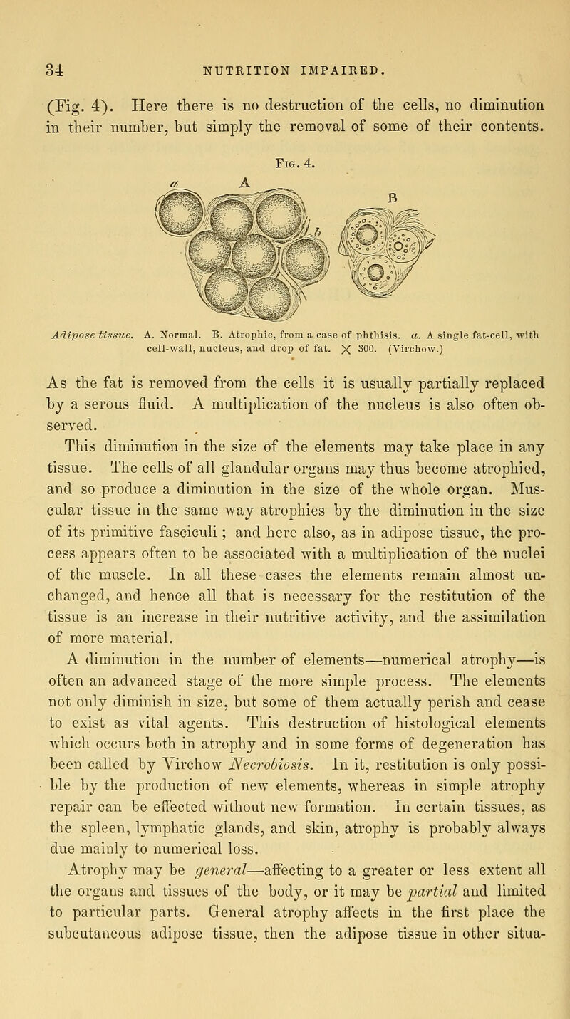(Fig. 4). Here there is no destruction of the cells, no diminution in their number, but simply the removal of some of their contents. Fig. 4. Adipose tissue. A. Normal. B. Atrophic, from a case of phthisis, a. A single fat-cell, with cell-wall, nucleus, and drop of fat. X 300. (Virchow.) As the fat is removed from the cells it is usually partially replaced by a serous fluid. A multiplication of the nucleus is also often ob- served. This diminution in the size of the elements may take place in any tissue. The cells of all glandular organs may thus become atrophied, and so produce a diminution in the size of the whole organ. Mus- cular tissue in the same way atrophies by the diminution in the size of its primitive fasciculi; and here also, as in adipose tissue, the pro- cess appears often to be associated with a multiplication of the nuclei of the muscle. In all these cases the elements remain almost un- changed, and hence all that is necessary for the restitution of the tissue is an increase in their nutritive activity, and the assimilation of more material. A diminution in the number of elements—numerical atrophy—is often an advanced stage of the more simple process. The elements not only diminish in size, but some of them actually perish and cease to exist as vital agents. This destruction of histological elements which occurs both in atrophy and in some forms of degeneration has been called by Virchow Necrohiosis. In it, restitution is only possi- ble by the production of ncAv elements, whereas in simple atrophy repair can be effected Avithout new formation. In certain tissues, as the spleen, lymphatic glands, and skin, atrophy is probably always due mainly to numerical loss. Atrophy may be general—affecting to a greater or less extent all the organs and tissues of the body, or it may be imrtial and limited to particular parts. General atrophy affects in the first place the subcutaneous adipose tissue, then the adipose tissue in other situa-