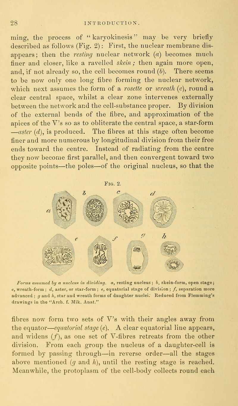 ming, the process of  karyokinesis may be very briefly described as follows (Fig. 2): First, the nuclear membrane dis- appears; then the resting nuclear network {a) becomes mucli finer and closer, like a ravelled skein; then again more open, and, if not already so, the cell becomes round (6). There seems to be now only one long fibre forming the nuclear network, which next assumes the form of a rosette or lureath (c), round a clear central space, whilst a clear zone intervenes externally between the network and the cell-substance proper. By division of the external bends of the fibre, and approximation of the apices of the Vs so as to obliterate the central space, a star-form —aster (d), is produced. The fibres at this stage often become finer and more numerous by longitudinal division from their free ends toward the centre. Instead of radiating from the centre they now become first parallel, and then convergent toward two opposite points—the poles—of the original nucleus, so that the Forms assumed by a nueleui in dividing, a, resting nucleus; b, skein-form, open stage; c, wreath-form ; d, aster, or star-form ; e, equatorial stage of division ; /, separation more advanced ; g and h, star and wreath forms of daughter nuclei; Reduced from Flemming's drawings in the Arch. f. Mik. Anat. fibres now form two sets of Vs with their angles away from the equator—equatorial stage {e). A clear equatorial line appears, and widens (/), as one set of Y-fibres retreats from the other division. From each group the nucleus of a daughter-cell is formed by passing through—in reverse order—all the stages above mentioned {g and h), until the resting stage is reached. Meanwhile, the protoplasm of the cell-body collects round each