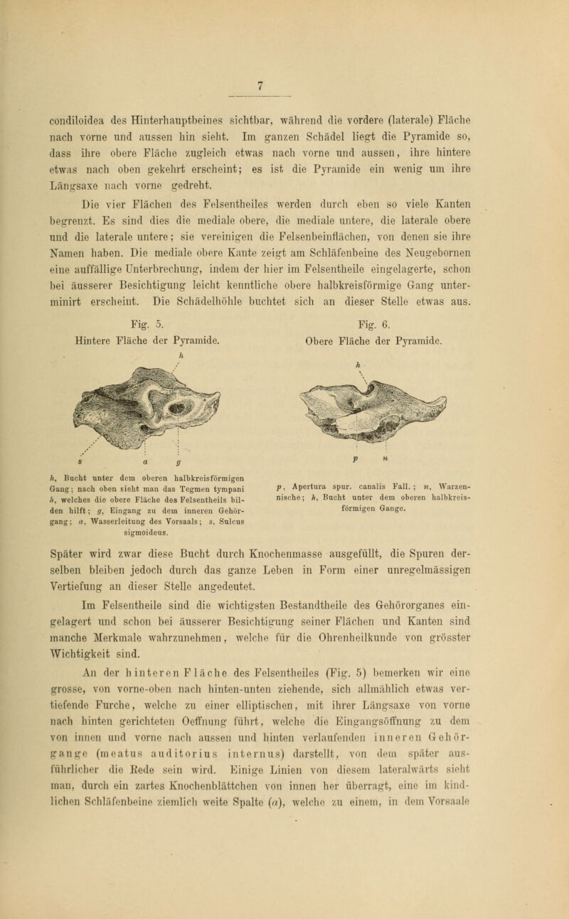 condüoidea des Hinterhauptbeines sichtbar, während die vordere (laterale) Fläche nach vorne und aussen hin sieht. Im ganzen Schädel liegt die Pyramide so, dass ihre obere Fläche zugleich etwas nach vorne und aussen, ihre hintere etwas nach oben gekehrt erscheint; es ist die Pyramide ein wenig um ihre Längsaxe nach vorne gedreht. Die vier Flächen des Felsentheiles werden durch eben so viele Kanten begrenzt. Es sind dies die mediale obere, die mediale untere, die laterale obere und die laterale untere; sie vereinigen die Felsenbeinflächen, von denen sie ihre Namen haben. Die mediale obere Kante zeigt am Schläfenbeine des Neugebornen eine auffällige Unterbrechung, indem der hier im Felsentheile eingelagerte, schon bei äusserer Besichtigung leicht kenntliche obere halbkreisförmige Gang unter- minirt erscheint. Die Schädelhöhle buchtet sich an dieser Stelle etwas aus. Fig. 5. Hintere Fläche der Pyramide. h Fig. 6. Obere Fläche der Pyramide. h, Bucht unter dem oberen halbkreisförmigen Gang; nach oben siebt man das Tegmen tympani h, welches die obere Fläche des Felsentbeils bil- den hilft; g, Eingang zu dem inneren Gehör- gang; a, Wasserleitung des Vorsaals; s, Sulcus sigmoideus. p, Apertura spur, canalis Fall.; n, Warzen- nische; h, Bucht unter dem oberen halbkreis- förmigen Gange. Später wird zwar diese Bucht durch Knochenmasse ausgefüllt, die Spuren der- selben bleiben jedoch durch das ganze Leben in Form einer unregelmässigen Vertiefung an dieser Stelle angedeutet. Im Felsentheile sind die wichtigsten Bestandtheile des Gehororganes ein- gelagert und schon bei äusserer Besichtigung seiner Flächen und Kanten sind manche Merkmale wahrzunehmen, welche für die Ohrenheilkunde von grösster Wichtigkeit sind. An der hinteren Fläche des Felsentheiles (Fig. 5) bemerken wir eine grosse, von vorne-oben nach hinten-unten ziehende, sich allmählich etwas ver- tiefende Furche, welche zu einer elliptischen, mit ihrer Längsaxe von vorne nach hinten gerichteten Oeffnung führt, welche die Eingangsöffnung zu dem von innen und vorne nach aussen und hinten verlaufenden inneren Gehör- gange (meatus auditorins internus) darstellt, von dein später aus- führlicher die Kede sein wird. Einige Linien von diesem lateralwärts sieht man, durch ein zartes Knochenblättchen von innen her überragt, eine im kind- lichen Schläfenbeine ziemlich weite Spalte (a), welche zu einem, in dem Vorsaale