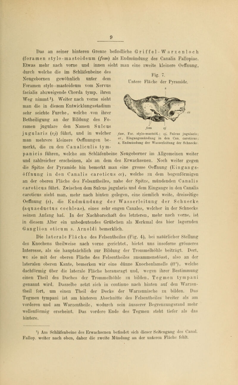 Fig. 7. Untere Fläche der Pyramide. fsm sj fsm, For. stylo-mastoid.: sj, Sulcus jugularis; cc, Eingangsmündung in den Can. cavoticus; s, Endmündung der Wasserleitung der Schnecke. Das an seiner hinteren Grenze befindliche Griffel-Warzenloch (foramen stylo-mastoideum (fsm) als Endmündung des Canalis Fallopiae. Etwas mehr nach vorne und innen sieht man eine zweite kleinere Oeffnung, durch welche die im Schläfenbeine des Neugebornen gewöhnlich unter dem Foramen stylo-mastoideum vom Nervus facialis abzweigende Chorda tymp. ihren Weg nimmt1). Weiter nach vorne sieht man die in diesem Entwicklungsstadium sehr seichte Furche, welche von ihrer Betheiligung an der Bildung des Fo- ramen jugulare den Namen Sulcus jugularis (sj) führt, und in welcher man mehrere kleinere OefTnungen be- merkt, die zu den Canaliculis tym- panicis führen, welche am Schläfenbeine Neugeborner im Allgemeinen weiter und zahlreicher erscheinen, als an dem des Erwachsenen. Noch weiter gegen die Spitze der Pyramide hin bemerkt man eine grosse Oeffnung (Eingangs- öffnung in den Canalis caroticus cc), welche zu dem bogenförmigen an der oberen Fläche des Felsentheiles, nahe der Spitze, mündenden Canalis caroticus führt. Zwischen dem Sulcus jugularis und dem Eingange in den Canalis caroticus sieht man, mehr nach hinten gelegen, eine ziemlich weite, dreiseitige Oeffnung (s), die Endmündung der Wasserleitung der Schnecke. (aquaeduetus Cochleae), eines sehr engen Canales, welcher in der Schnecke seinen Anfang hat. In der Nachbarschaft des letzteren, mehr nach vorne, ist in diesem Alter ein unbedeutendes Grübchen als Merkmal des hier lagernden Ganglion oticum s. Arnoldi bemerklich. Die laterale Fläche des Felsentheiles (Fig. 4), bei natürlicher Stellung des Knochens theilweise nach vorne gerichtet, bietet uns insoferne grösseres Interesse, als sie hauptsächlich zur Bildung der Trommelhöhle beiträgt. Dort, wo sie mit der oberen Fläche des Felsentheiles zusammenstösst, also an der lateralen oberen Kante, bemerken wir eine dünne Knochenlamelle (W), welche dachförmig über die laterale Fläche herausragt und, wegen ihrer Bestimmung einen Theil des Daches der Trommelhöhle zu bilden, Tegmen tympani genannt wird. Dasselbe setzt sich in continuo nach hinten auf den Warzen- theil fort, um einen Theil der Decke der Warzennische zu bilden. Das Tegmen tympani ist am hinteren Abschnitte des Felsentheiles breiter ;ils am vorderen und am Warzentheile, wodurch sein äusserer Begrenzungsrand mehr wellenförmig erscheint. Das vordere Ende des Tegmen steht tiefer als das hintere. ') Am Schläfenbeine des Erwachsenen befindet sich dieser Seitengang des Canal. Pallop. weiter nach oben, daher die zweite Mündung an der unteren Fläche fehlt.