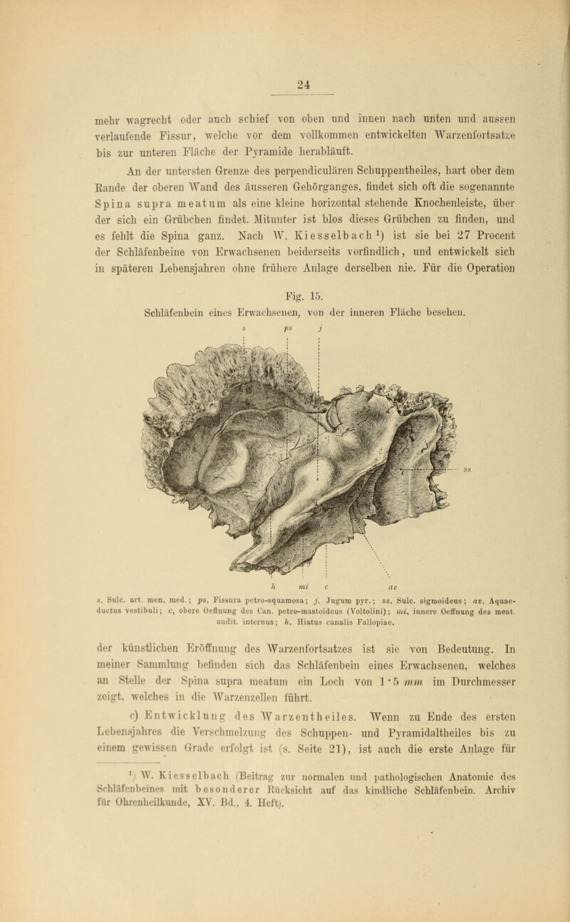 mehr wagrecht oder auch schief von oben und innen nach unten und aussen verlaufende Fissur, welche vor dem vollkommen entwickelten Warzenfortsatze bis zur unteren Fläche der Pyramide herabläuft. An der untersten Grenze des perpendiculären Schuppentheiles, hart ober dem Bande der oberen Wand des äusseren Gehörganges, findet sich oft die sogenannte Spina supra meatum als eine kleine horizontal stehende Knochenleiste, über der sich ein Grübchen findet. Mitunter ist blos dieses Grübchen zu finden, und es fehlt die Spina ganz. Nach W. Kiesselbach1) ist sie bei 27 Procent der Schläfenbeine von Erwachsenen beiderseits vorfindlich, und entwickelt sich in späteren Lebensjahren ohne frühere Anlage derselben nie. Für die Operation Fig. 15. Schläfenbein eines Erwachsenen, von der inneren Fläche besehen s ps j 8, Sulc. art. raen. med.; ps, Fissura petro-squamosa; j, Jugum pyr.; ss, Sulc. sigmoideus ; av, Aquae- ductus vestibuli; c, obere Oeftnung des Can. petro-uiastoideus (Voltolini); m», innere Oeffnung des meat. audit. internus; h, Hiatus canalis Fallopiae. der künstlichen Eröffnung des Warzenfortsatzes ist sie von Bedeutung. In meiner Sammlung befinden sich das Schläfenbein eines Erwachsenen, welches an Stelle der Spina supra meatum ein Loch von 1*5 mm im Durchmesser t, welches in die Warzenzellen fuhrt, c) Entwicklung des Warzentheiles. Wenn zu Ende des ersten Lebensjahres die Verschmelzung des Schuppen- und Pyramidaltheües bis zu einem gewissen Grade erfolgt ist (s. Seite 21), ist auch die erste Anlage für W. Kiesselbach (Beitrag zur normalen und pathologischen Anatomie des Schläfenbeines mit besonderer Rücksicht auf das kindliche Schläfenbein. Archiv für Ohrenheilkunde, XV. Bd., 4. Heft).