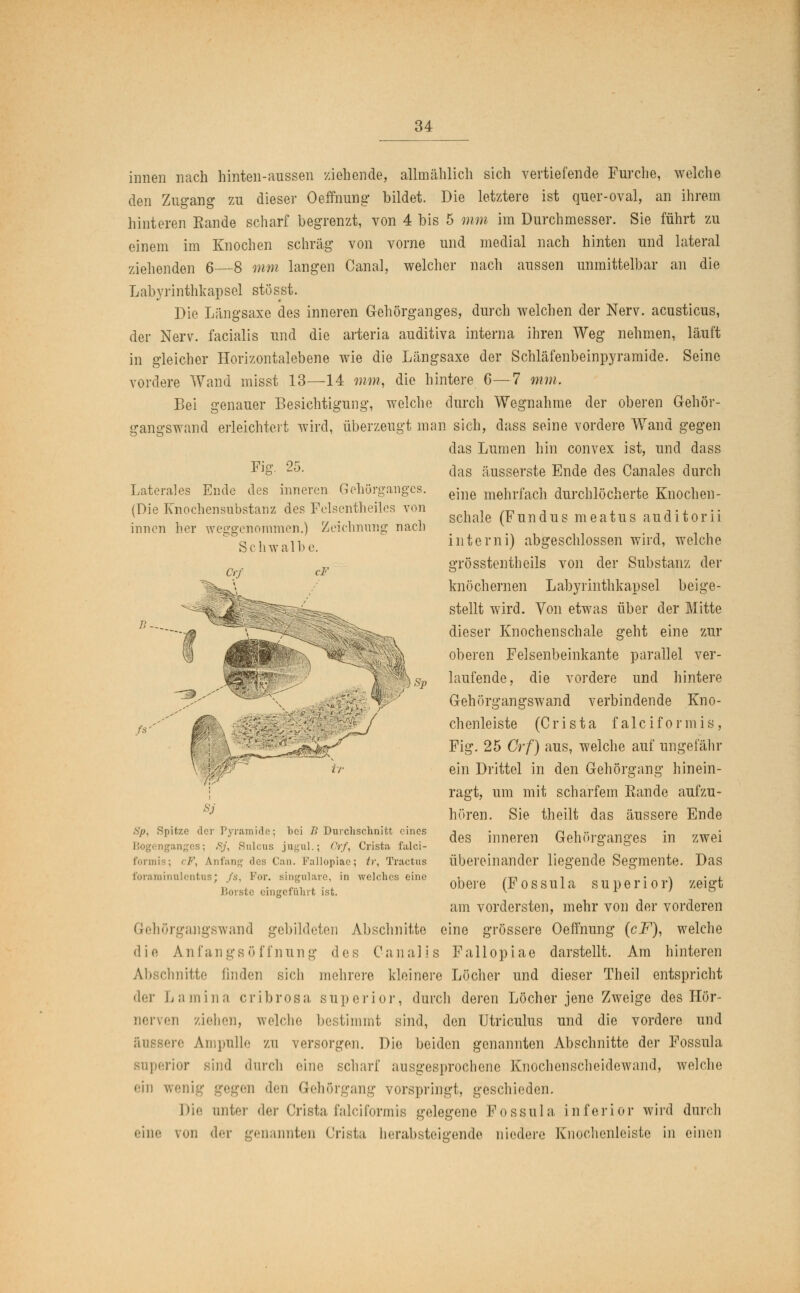 innen nach hinten-aussen ziehende, allmählich sich vertiefende Furche, welche den Zugang zu dieser Oeffnung bildet. Die letztere ist quer-oval, an ihrem hinteren Eande scharf begrenzt, von 4 bis 5 mm im Durchmesser. Sie führt zu einem im Knochen schräg von vorne und medial nach hinten und lateral ziehenden 6—8 mm langen Canal, welcher nach aussen unmittelbar an die Labyrinthkapsel stösst. Die Längsaxe des inneren Gehörganges, durch welchen der Nerv, acusticus, der Nerv, facialis und die arteria auditiva interna ihren Weg nehmen, läuft in gleicher Horizontalebene wie die Längsaxe der Schläfenbeinpyramide. Seine vordere Wand misst 13—14 mm, die hintere 6—7 mm. Bei genauer Besichtigung, welche durch Wegnahme der oberen Gehör- gangswand erleichtert wird, überzeugt man sich, dass seine vordere Wand gegen das Lumen hin convex ist, und dass Fig. 25. Laterales Ende des inneren Gehörganges. (Die Knochensubstanz des Felsentheiles von innen her weggenommen.) Zeichnung nach Schwalbe. Cr; cF ZJ ir das äusserste Ende des Canales durch eine mehrfach durchlöcherte Knochen - schale (Fundus meatus auditorii interni) abgeschlossen wird, welche grösstenteils von der Substanz der knöchernen Labyrinthkapsel beige- stellt wird. Von etwas über der Mitte dieser Knochenschale geht eine zur oberen Felsenbeinkante parallel ver- laufende, die vordere und hintere Gehörgangswand verbindende Kno- chenleiste (Crista falciformis, Fig. 25 Crf) aus, welche auf ungefähr ein Drittel in den Gehörgang hinein- ragt, um mit scharfem Eande aufzu- hören. Sie theilt das äussere Ende des inneren Gehörganges in zwei übereinander liegende Segmente. Das obere (Fossula superior) zeigt am vordersten, mehr von der vorderen Gehörgangswand gebildeten Abschnitte eine grössere Oeffnung {cF), welche die Anfangsöffnnng des Canalis Fallopiae darstellt. Am hinteren Abschnitte linden sich mehrere kleinere Löcher und dieser Theil entspricht der Lamina cribrosa superior, durch deren Löcher jene Zweige des Hör- nerven ziehen, welche bestimmt sind, den Utriculus und die vordere und re Ampulle zu versorgen. Die beiden genannten Abschnitte der Fossula Bnperior sind durch eine scharf ausgesprochene Knochenscheidewand, welche ein wenig gegen den Gehörgang vorspringt, geschieden. Die anter der Crista falciformis gelegene Fossula, inferior wird durch eine von der genannten Crista herabsteigende niedere Knochenleiste in einen BS Sp, Spitze der Pyramide; bei B Durchschnitt eines Bogenganges; Sj, Sulcus jugul.; Crf, Crista falci- formis; cF, Anfang des Can. Fallopiae; tr, Tractus forarainulcntus; fs, For. singulare, in welches eine Borste eingefühlt ist.