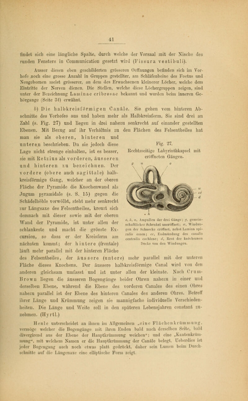 Fig. 27. Kechtsseitigc Labyrinthkapsel mit eröffneten Gängen. findet sich eine längliche Spalte, durch welche der Vorsaal mit der Nische des runden Fensters in Communication gesetzt wird (Fissura vestibuli). Ausser diesen eben geschilderten grosseren Oeffnungen befinden sich im Vor- hofe noch eine grosse Anzahl in Gruppen gestellter, am Schläfenbeine des Foetus und Neugebornen nieist grösserer, an dem des Erwachsenen kleinerer Löcher, welche dem Eintritte der Nerven dienen. Die Stellen, welche diese Löchergruppen zeigen, sind unter der Bezeichnung Laminae cribrosae bekannt und wurden beim inneren Ge- hörgange (Seite 34) erwähnt. b) Die halbkreisförmigen Canäle. Sie gehen vom hinteren Ab- schnitte des Vorhofes aus und haben mehr als Halbkreisform. Sie sind drei an Zahl (s. Fig. 27) und liegen in drei nahezu senkrecht auf einander gestellten Ebenen. Mit Bezug auf ihr Verhältnis zu den Flächen des Felsentheiles hat man sie als oberen, hinteren und unteren beschrieben. Da sie jedoch diese Lage nicht strenge einhalten, ist es besser, sie mit Retzius als vorderen, äusseren und hinteren zu bezeichnen. Der vordere (obere auch sagittale) halb- kreisförmige Gang, welcher an der oberen Fläche der Pyramide die Knochenwand als Jugum pyramidale (s. S. 15) gegen die Schädelhöhle vorwölbt, steht mehr senkrecht zur Längsaxe des Felsentheiles, kreuzt sich demnach mit dieser sowie mit der oberen Wand der Pyramide, ist unter allen der schlankeste und macht die grösstc Ex- cursion, so dass er der Kreis form am nächsten kommt; der hintere (frontale) läuft mehr parallel mit der hinteren Fläche des Felsentheiles, der äussere (untere) mehr parallel mit der unteren Fläche dieses Knochens. Der äussere halbkreisförmige Oanal wird von den anderen gleichsam uinfasst und ist unter allen der kleinste. Nach Cr um- Brown liegen die äusseren Bogengänge beider Ohren nahezu in einer und derselben Ebene, während die Ebene des vorderen Canales des einen Ohres nahezu parallel ist der Ebene des hinteren Canales des anderen Ohres. Betreff ihrer Länge und Krümmung zeigen sie mannigfache individuelle Verschieden- heiten. Die Länge und AVeite soll in den späteren Lebensjahren constant zu- nehmen. (Hyrtl.) Henle unterscheidet an ihnen im Allgemeinen „eine Fläche n k r ii m in u n g , vermöge welcher die Bogengänge mit ihren Enden bald nach derselben Seite, bald divergirend aus der Ebene der Bauptkrümmung weichen; und eine „Kantenkrüra- niung-', mit welch.'in Namen er die Hauptkrümmung der Canäle belegt. Ueberdi jeder Bogengang auch noch etwas platt gedrückt, daher sein Lumen beim Durch Bchnitte auf die Längenaxe eine elliptische Form zeigt. ö, //, u, Ampullen der drei Gänge; ff, gemein- schaftlicher Schenkel uneröffnet; »', Windun- gen der Schnecke eröffnet, nehst Lamina spi- ralis ossea; cc, Endmündung des canalis centralis Cochleae; </, liest der knöchernen Decke von den Windungeu.