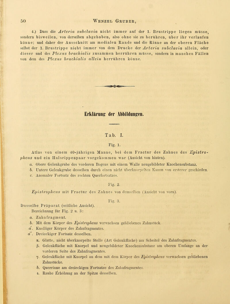 4.) Dass die Arteria subclavia nicht immer auf der 1. Brustrippe liegen müsse, sondern bisweilen, von derselben abgehoben, also ohne sie zu berühren, über ihr verlaufen könne; und daher der Ausschnitt am medialen Rande und die Rinne an der oberen Fläche selbst der 1. Brustrippe nicht immer von dem Drucke der Arteria subclavia allein, oder dieser und des Plexus brachialis zusammen herrühren müsse, sondern in manchen Fällen von dem des Plexus brachialis allein herrühren könne. Erklärung der Abbildungen. Tab. I. Fig. 1. Atlas von einem 40-jährigen Manne, bei dem Fractur des Zahnes des Epistro- pheus und ein Halsrippenpaar vorgekommen war (Ansicht von hinten). a. Obere Gelenkgrube des vorderen Bogens mit einem Walle neugebildeter Knochensubstanz. b. Untere Gelenkgrube desselben durch einen nicht überknorpelten Kamm von ersterer geschieden. c. Anomaler Fortsatz des rechten Querfortsatzes. Fig. 2. Epistropheus mit Fractur des Zahnes von demselben (Ansicht von vorn). Fig. 3. Dasselbe Präparat (seitliche.Ansicht). Bezeichnung für Fig. 2 u. 3: a. Zahnfragment. b. Mit dem Körper des Epistropheus verwachsen gebliebenes Zahnstück. d. Knolliger Körper des Zahnfragmentes. a. Dreieckiger Fortsatz desselben. a. Glatte, nicht überknorpelte Stelle (Art Gelenkfläche) am Scheitel des Zahnfragmentes. ß. Gelenkfläche mit Knorpel und neugebildeter Knochensubstanz am oberen Umfange an der vorderen Seite des Zahnfragmentes. •y. Gelenkfläche mit Knorpel an dem mit dem Körper des Epistroplieus verwachsen Zahnstücke. S. Querrinne am dreieckigen Fortsatze des Zalinfragmentes. s. Rauhe Erhöhung an der Spitze desselben.