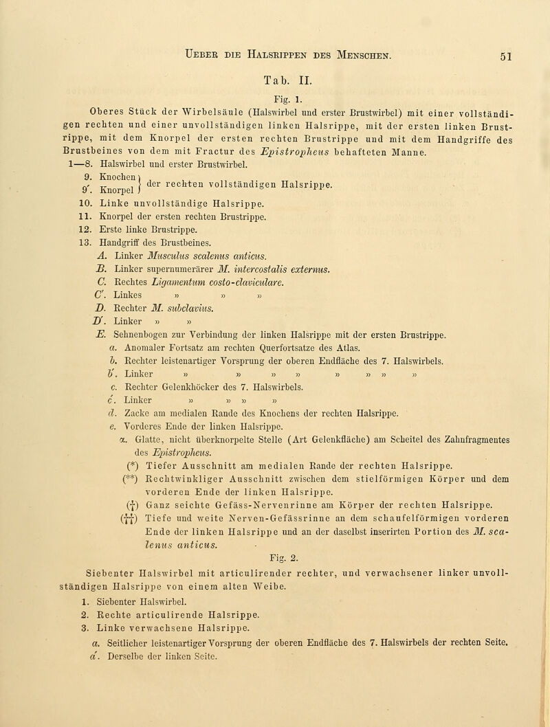 Tab. IL Fig. 1. Oberes Stück der Wirbelsäule (Halswirbel und erster Brustwirbel) mit einer vollständi- gen rechten und einer unvollständigen linken Halsrippe, mit der ersten linken Brust- rippe, mit dem Knorpel der ersten rechten Brustrippe und mit dem Handgriffe des Brustbeines von dem mit Fractur des Epistroplicus behafteten Manne. 1—8. Halswirbel und erster Brustwirbel. 9. Knochen) , & -fr \ der rechten vollständigen Halsrippe. 10. Linke unvollständige Halsrippe. 11. Knorpel der ersten rechten Brustrippe. 12. Erste linke Brustrippe. 13. Handgriff des Brustbeines. A. Linker Musculus scalenus anticus. JB. Linker supernumerärer M. intercostalis externus. C. Bechtes Ligamentum costo-claviculare. C. Linkes » » » D. Bechter M. siibclavius. D'. Linker » » E. Sehnenbogen zur Verbindung der linken Halsrippe mit der ersten Brustrippe. a. Anomaler Fortsatz am rechten Querfortsatze des Atlas. b. Bechter leistenartiger Vorsprung der oberen Endfläche des 7. Halswirbels. V. Linker » » » » » » » » c. Kechter Gelenkhöcker des 7. Halswirbels. c. Linker » » » » ä. Zacke am medialen Rande des Knochens der rechten Halsrippe. e. Vorderes Ende der linken Halsrippe, a. Glatte, nicht überknorpelte Stelle (Art Gelenkfläche) am Scheitel des Zahnfragmentes des Epistropheus. (*) Tiefer Ausschnitt am medialen Bande der rechten Halsrippe. (**) Rechtwinkliger Ausschnitt zwischen dem stielförmigen Körper und dem vorderen Ende der linken Halsrippe, (f) Ganz seichte Gefäss-Nervenrinne am Körper der rechten Halsrippe. (HO Tiefe und Aveite Nerven-Gefässrinne an dem schaufeiförmigen vorderen Ende der linken Halsrippe und an der daselbst inserirten Portion des M. sca- lenus anticus. Fig. 2. Siebenter Halswirbel mit articulirender rechter, und verwachsener linker unvoll- ständigen Halsrippe von einem alten Weibe. 1. Siebenter Halswirbel. 2. Rechte articulirende Halsrippe. 3. Linke verwachsene Halsrippe. a. Seitlicher leistenartiger Vorsprung der oberen Endfläche des 7. Halswirbels der rechten Seite. d. Derselbe der linken Seite.