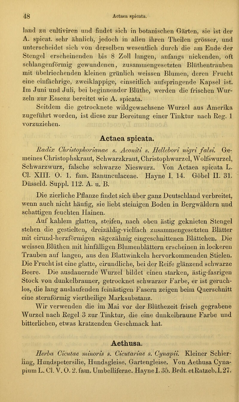 lancl zu cultiviren und findet sich in botanischen Gärten, sie ist der A. spicat. sehr ähnlich, jedoch in allen ihren Theilen grösser, und unterscheidet sich von derselben wesentlich durch die am Ende der Stengel erscheinenden bis 8 Zoll langen, anfangs nickenden, oft schlangenförmig gewundenen, zusammengesetzten Blüthentrauben mit übelriechenden kleinen grünlich weissen Blumen, deren Frucht eine einfächrige, zweiklappige, einseitlich aufspringende Kapsel ist. Im Juni und Juli, bei beginnender Blüthe, werden die frischen Wur- zeln zur Essenz bereitet wie A. spicata. Seitdem die getrocknete wildgewachsene Wurzel aus Amerika zugeführt worden, ist diese zur Bereitung einer Tinktur nach Reg. 1 vorzuziehen. Actaea spicata. Radix Gliristojpliorianae s. Aconiti s. Hellehori nigri falsi. Gre- meines Christophskraut, Schwarzkraut, Christophwurzel, Wolfswurzel, Schwarzwurz, falsche schwarze Nieswurz. Von Actaea spicata L. Cl. XIII. 0. 1. fam. Ranunculaceae. Hayne I. 14. Göbel II. 31. Düsseid. Suppl. 112. A. u. B. Die zierliche Pflanze findet sich über ganz Deutschland verbfeitet, wenn auch nicht häufig, sie liebt steinigen Boden in Bergwäldern und schattigen feuchten tiaineu. Auf kahlem glatten, steifen, nach oben ästig geknieten Stengel stehen die gestielten, dreizählig-vielfach zusammengesetzten Blätter mit eirund-herzförmigen sägezähnig eingeschnittenen Blättchen. Die weissen Blüthen mit hinfälligen Blumenblättern erscheinen in lockeren Trauben auf langen, aus den Blattwinkeln hervorkommenden Stielen. Die Frucht ist eine glatte, eirundliche, bei der Reife glänzend schwarze Beere. Die ausdauernde Wurzel bildet einen starken, ästig-fasrigen Stock von dunkelbrauner, getrocknet schwarzer Farbe, er ist geruch- los, die lang auslaufenden feinästigen Fasern zeigen beim Querschnitt eine sternförmig viertheilige Marksubstanz. Wir verwenden die im Mai vor der Blüthezeit frisch gegrabene Wurzel nach Regel 3 zur Tinktur, die eine dunkelbraune Farbe und bitterlichen, etwas kratzenden Geschmack hat. Aethusa. Herha Cicutae minoris s. Cicutariae s. Cynapii. Kleiner Schier- ling, Hundspetersilie, Hundsgleise, Gartengleise. Von Aethusa Cjna- piumL. Cl. V. O. 2. fam. Umbelliferae. Hayne 1.35. Brdt. etRatzeb.1.27.