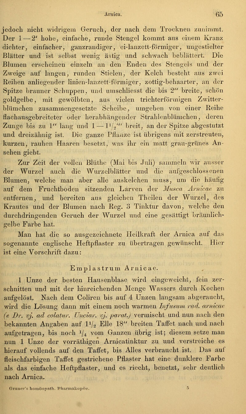 jedoch nicht widrigem Geruch, der nach dem Trocknen zunimmt. Der 1 — 2' hohe, einfache, runde Stengel kommt aus einem Kranz dichter, einfacher, ganzrandiger, ei-lanzett-förmiger, ungestielter Blätter und ist selbst wenig ästig und schwach beblättert. Die Blumen erscheinen einzeln an den Enden des Stengels und der Zweige auf langen, runden Stielen, der Kelch besteht aus zwei Reihen anliegender linien-lanzett-förmiger, zottig-behaarter, an der Spitze brauner Schuppen, und umschliesst die bis 2 breite, schön goldgelbe, mit gewölbten, aus vielen trichterförmigen Zwitter- blümchen zusammengesetzte Scheibe, umgeben von einer Reihe flachausgebreiteter oder herabhängender Strahlenblümchen, deren Zunge bis zu 1 lang und 1—■1^/2' breit, an der Spitze abgestutzt und dreizähnig ist. Die ganze Pflanze ist übrigens mit zerstreuten, kurzen, rauhen Haaren besetzt, was ihr ein matt grau-grünes An- sehen giebt. Zur Zeit der vollen Blüthc (Mai bis Juli) sammeln Avir ausser der Wurzel auch die Wurzelblätter und die aufgeschlossenen Blumen, welche man aber alle auskelchen muss, um die häufig auf dem Fruchtboden sitzenden Larven der Musea Ärnicae zu entfernen, und bereiten aus gleichen Theilen der Wurzel, des Krautes und der Blumen nach Reg. o Tinktur davon, welche den durchdringenden Geruch der Wurzel und eine gesättigt bräunlich- gelbe Farbe hat. Man hat die so ausgezeichnete Heilkraft der Arnica auf das sogenannte englische Heftpflaster zu übertragen gewünscht. Hier ist eine Vorschrift dazu: Empiastrum Arnicae. 1 Unze der besten Hausenblase wird eingeweicht, fein zer- schnitten und mit der hinreichenden Menge Wassers durch Kochen aufgelöst. Nach dem Coliren bis auf 4 Unzen langsam abgeraucht, wird die Lösung dann mit einem noch warmen Infusum rad. armcae (e Dr. vj. ad colatur. ünciar. vj. parat.) vermischt und nun nach den bekannten Angaben auf l^/g Elle 18 breiten Taffet nach und nach aufgetragen, bis noch 1/4 vom Ganzen übrig ist; diesem setze man nun 1 Unze der vorräthigen Arnicatinktur zu und verstreiche es hierauf vollends auf den Tafi'et, bis Alles verbraucht ist. Das auf fleischfarbigen Tafi'et gestrichene Pflaster hat eine dunklere Farbe als das einfache Heftpflaster, und es riecht, benetzt, sehr deutlich nach Arnica. Gvhuht'.s honiöopatli. Phfirmakopöe. 5