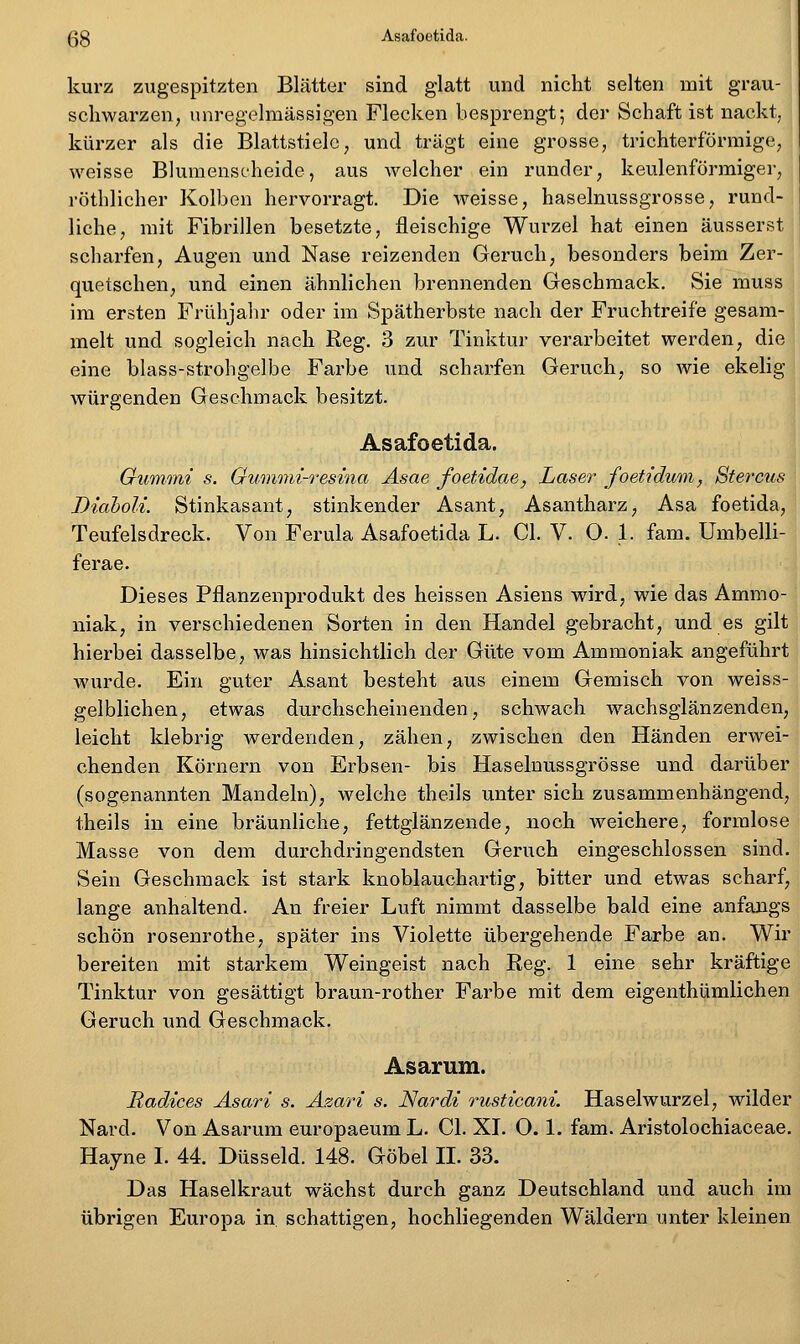 ßg Asafoetida. kurz zugespitzten Blätter sind glatt und nicht selten mit grau- schwarzen, unregelmässigen Flecken besprengt; der Schaft ist nackt, kürzer als die Blattstiele, und trägt eine grosse, trichterförmige, weisse Blumenscheide, aus welcher ein runder, keulenförmiger, röthlicher Kolben hervorragt. Die Aveisse, haselnussgrosse, rund- liche, mit Fibrillen besetzte, fleischige Wurzel hat einen äusserst scharfen, Augen und Nase reizenden Geruch, besonders beim Zer- quetschen, und einen ähnlichen brennenden Geschmack. Sie muss im ersten Frühjalir oder im Spätherbste nach der Fruchtreife gesam- melt und sogleich nach Reg. 3 zur Tinktur verarbeitet werden, die eine blass-strohgelbe Farbe und scharfen Geruch, so wie ekelig würgenden Geschmack besitzt. Asafoetida. Oummi s. Oummi-resina Asae foetidae, Laser foetidum, Stercus Diaboli. Stinkasant, stinkender Asant, Asantharz, Asa foetida, Teufelsdreck. Von Ferula Asafoetida L. Gl. V. O. 1. fam. Umbelli- ferae. Dieses Pflanzenprodukt des heissen Asiens wird, wie das Ammo- niak, in verschiedenen Sorten in den Handel gebracht, und es gilt hierbei dasselbe, was hinsichtlich der Güte vom Ammoniak angeführt wurde. Ein guter Asant besteht aus einem Gemisch von weiss- gelblichen, etwas durchscheinenden, schwach wachsglänzenden, leicht klebrig werdenden, zähen, zwischen den Händen erwei- chenden Körnern von Erbsen- bis Haselnussgrosse und darüber (sogenannten Mandeln), welche theils unter sich zusammenhängend, theils in eine bräunliche, fettglänzende, noch weichere, formlose Masse von dem durchdringendsten Geruch eingeschlossen sind. Sein Geschmack ist stark knoblauchartig, bitter und etwas scharf, lange anhaltend. An freier Luft nimmt dasselbe bald eine anfangs schön rosenrothe, später ins Violette übergehende Farbe an. Wir bereiten mit starkem Weingeist nach Reg. 1 eine sehr kräftige Tinktur von gesättigt braun-rother Farbe mit dem eigenthümlichen Geruch und Geschmack, Asarum. RadAces Asari s. Äzari s. Nardi rusticani. Haselwurzel, wilder Nard. Von Asarum europaeum L. Gl. XL O. L fam. Aristolochiaceae. Hayne L 44. Düsseid. 148. Göbel 11. 33. Das Haselkraut wächst durch ganz Deutschland und auch im übrigen Europa in schattigen, hochliegenden Wäldern unter kleinen