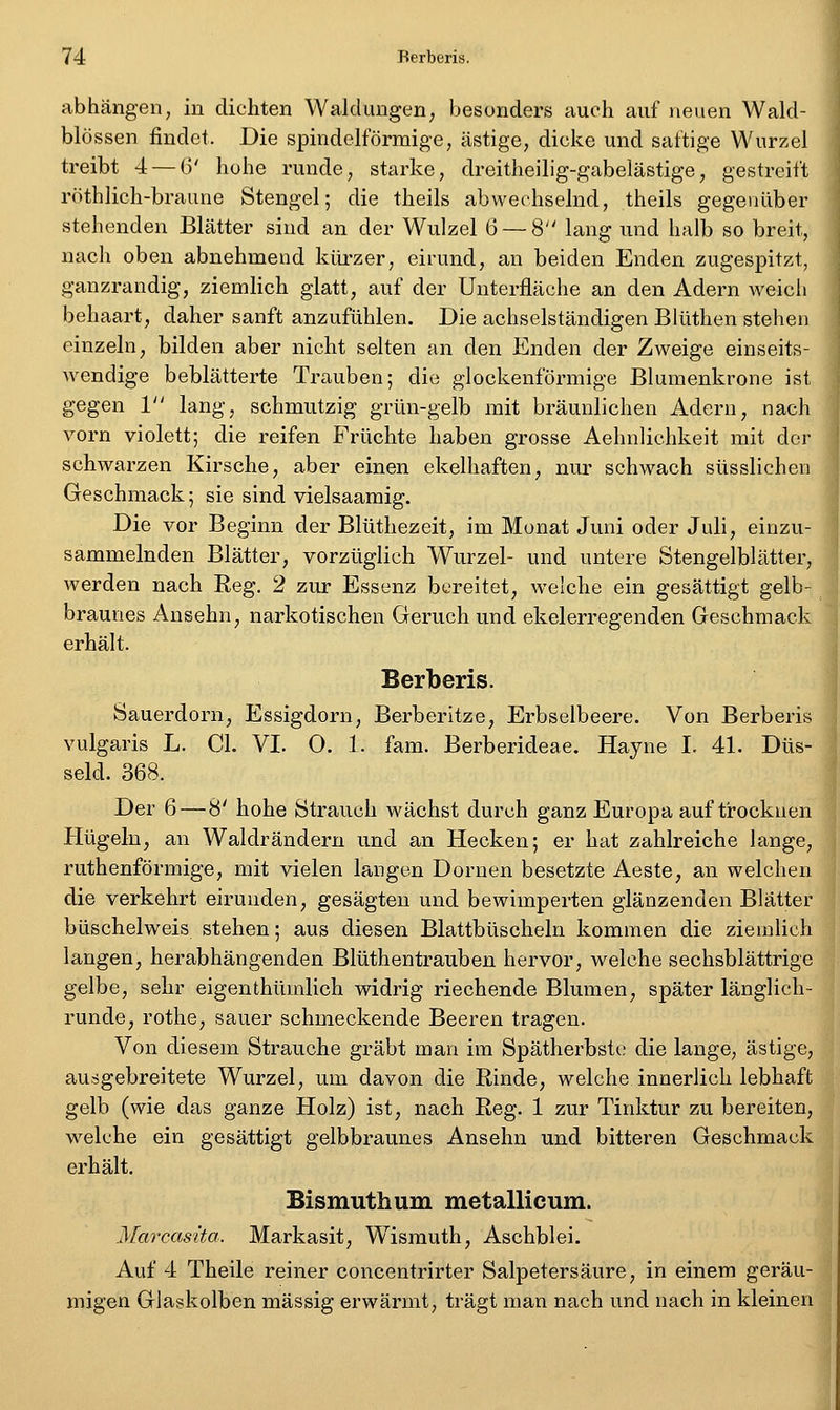 abhängen, in dichten Waldungen, besonders auch auf neuen Wald- blössen findet. Die spindelförmige, ästige, dicke und saftige Wurzel treibt 4 — G' hohe runde, starke, dreitheilig-gabelästige, gestreift röthlich-braune Stengel; die theils abwechselnd, theils gegenüber stehenden Blätter sind an der Wulzel 6 — 8 lang und halb so breit, nach oben abnehmend kürzer, eirund, an beiden Enden zugespitzt, ganzrandig, ziemlich glatt, auf der Unterfläche an den Adern weich behaart, daher sanft anzufühlen. Die achselständigen Blüthen stehen einzeln, bilden aber nicht selten an den Enden der Zweige einseits- wendige beblätterte Trauben; die glockenförmige Blumenkrone ist gegen 1 lang, schmutzig grün-gelb mit bräunlichen Adern, nach vorn violett; die reifen Früchte haben grosse Aehnlichkeit mit der schwarzen Kirsche, aber einen ekelhaften, nur schwach süsslichen Geschmack; sie sind vielsaamig. Die vor Beginn der Blüthezeit, im Monat Juni oder Juh, einzu- sammelnden Blätter, vorzüglich Wurzel- und untere Stengelblätter, werden nach Reg. 2 zur Essenz bereitet, welche ein gesättigt gelb- braunes Ansehn, narkotischen Geruch und ekelerregenden Geschmack erhält. Berberis. Sauerdorn, Essigdorn, Berberitze, Erbseibeere. Von Berberis vulgaris L. Gl. VI. O. 1. fam. Berberideae. Hayne I. 41. Düs- seid. 368. Der 6—8' hohe Strauch wächst durch ganz Europa auftrocknen Hügeln, an Waldrändern und an Hecken; er hat zahlreiche lange, ruthenförmige, mit vielen langen Dornen besetzte Aeste, an welchen die verkehrt eirunden, gesägten und bewimperten glänzenden Blätter büschelweis stehen; aus diesen Blattbüscheln kommen die ziemlich langen, herabhängenden Blüthentrauben hervor, welche sechsblättrige gelbe, sehr eigenthümlich widrig riechende Blumen, später länglich- runde, rothe, sauer schmeckende Beeren tragen. Von diesem Strauche gräbt man im Spätherbste die lange, ästige, ausgebreitete Wurzel, um davon die Rinde, welche innerlich lebhaft gelb (wie das ganze Holz) ist, nach Reg. 1 zur Tinktur zu bereiten, welche ein gesättigt gelbbraunes Ansehn und bitteren Geschmack erhält. Bismuthum metalliciim. Marcasito. Markasit, Wismuth, Aschblei. Auf 4 Theile reiner concentrirter Salpetersäure, in einem geräu- migen Glaskolben massig erwärmt, trägt man nach und nach in kleinen