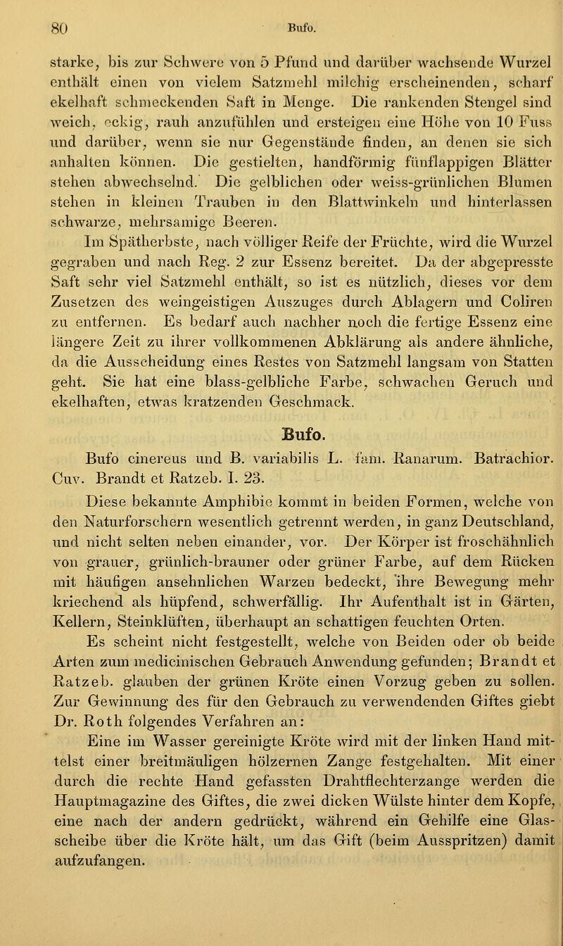 starke, bis zur Schwere von 5 Pfund und dai-über wachsende Wurzel enthält einen von vielem Satzniehl milchig erscheinenden, scharf ekelhaft schmeckenden Saft in Menge. Die rankenden Stengel sind weich, ockig, rauh anzufühlen und ersteigen eine Höhe von 10 Fuss und darüber, wenn sie nur Gegenstände finden, an denen sie sich anhalten können. Die gestielten, bandförmig fünflappigen Blätter stehen abwechselnd. Die gelblichen oder weiss-grünlichen Blumen stehen in kleinen Trauben in den Blattwinkeln und hinterlassen schwarze, mehrsamige Beeren. Im Spätherbste, nach völliger Reife der Früchte, wird die Wurzel gegraben und nach Reg. 2 zur Essenz bereitet. Da der abgepresste Saft sehr viel Satzmehl enthält, so ist es nützlich, dieses vor dem Zusetzen des weingeistigen Auszuges durch Ablagern und Coliren zu entfernen. Es bedarf auch nachher noch die fertige Essenz eine längere Zeit zu ihrer vollkommenen Abklärung als andere ähnliche, da die Ausscheidung eines Restes von Satzmehl langsam von Statten geht. Sie hat eine blass-gelbliche Farbe, schwachen Geruch und ekelhaften, etwas kratzenden Geschmack. Bufo. Bufo cinereus und B. variabilis L. l'ani. Ranarum. Batrachior. Cuv. Brandt et Ratzeb. I. 23. Diese bekannte Amphibie kommt in beiden Formen, welche von den Naturforschern wesentlich getrennt werden, in ganz Deutschland, und nicht selten neben einander, vor. Der Körper ist froschähnlich von grauer, grünlich-brauner oder grüner Farbe, auf dem Rücken mit häufigen ansehnlichen Warzen bedeckt, ihre Bewegung mehr kriechend als hüpfend, schwerfällig. Ihr Aufenthalt ist in Gärten, Kellern, Steinklüften, überhaupt an schattigen feuchten Orten. Es scheint nicht festgestellt, welche von Beiden oder ob beide Arten zum medicinischen Gebrauch Anwendung gefunden; Brandt et Ratzeb. glauben der grünen Kröte einen Vorzug geben zu sollen. Zur Gewinnung des für den Gebrauch zu verwendenden Giftes giebt Dr. Roth folgendes Verfahren an: Eine im Wasser gereinigte Kröte wird mit der linken Hand mit- telst einer breitmäuligen hölzernen Zange festgehalten. Mit einer durch die rechte Hand gefassten Drahtflechterzange werden die Hauptmagazine des Giftes, die zwei dicken Wülste hinter dem Kopfe, eine nach der andern gedrückt, während ein Gehilfe eine Glas- scheibe über die Kröte hält, um das Gift (beim Ausspritzen) damit; aufzufangen.